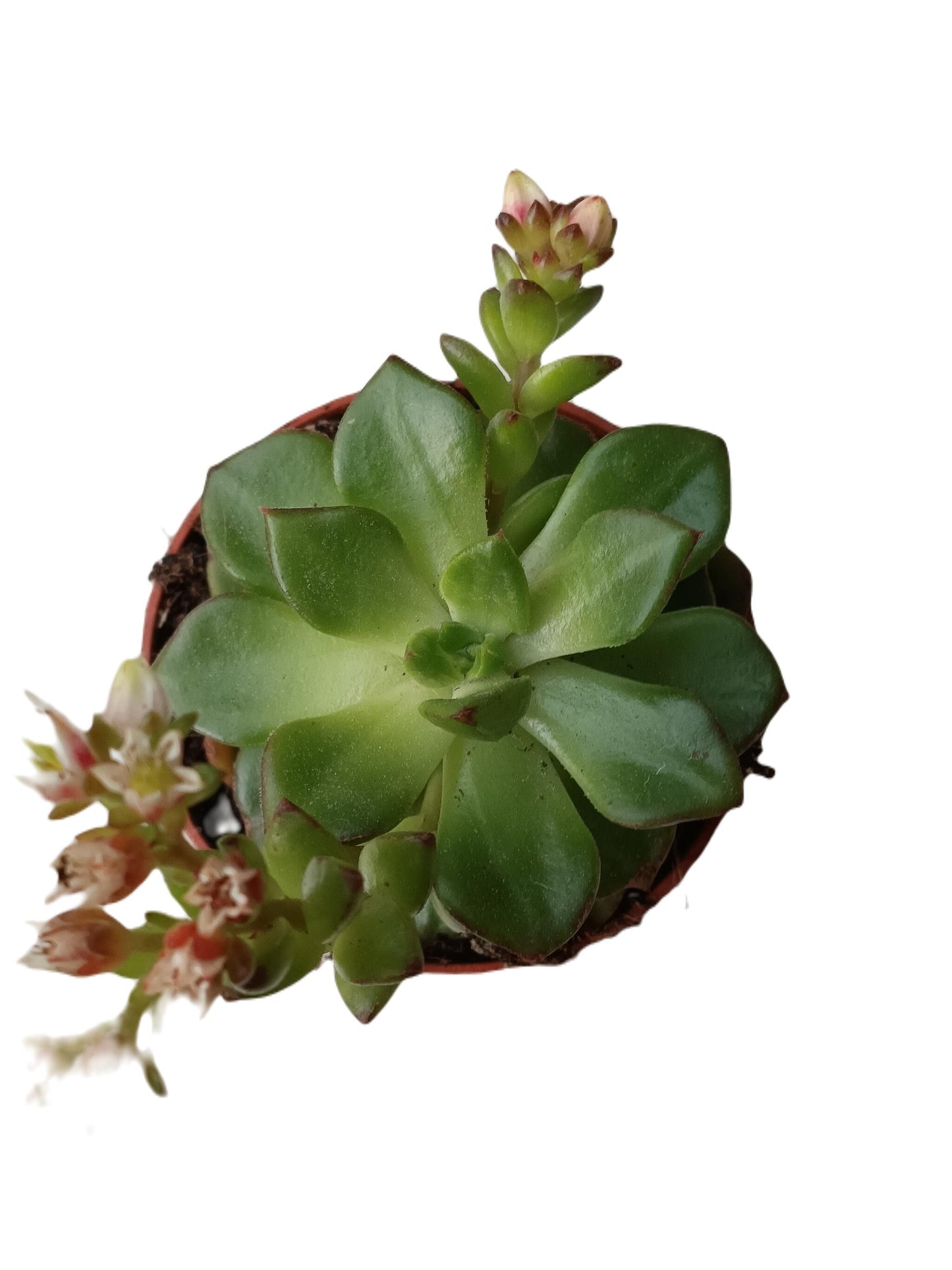 Echeveria Letizia Planta Suculenta De Sol Ø5 Cm_0