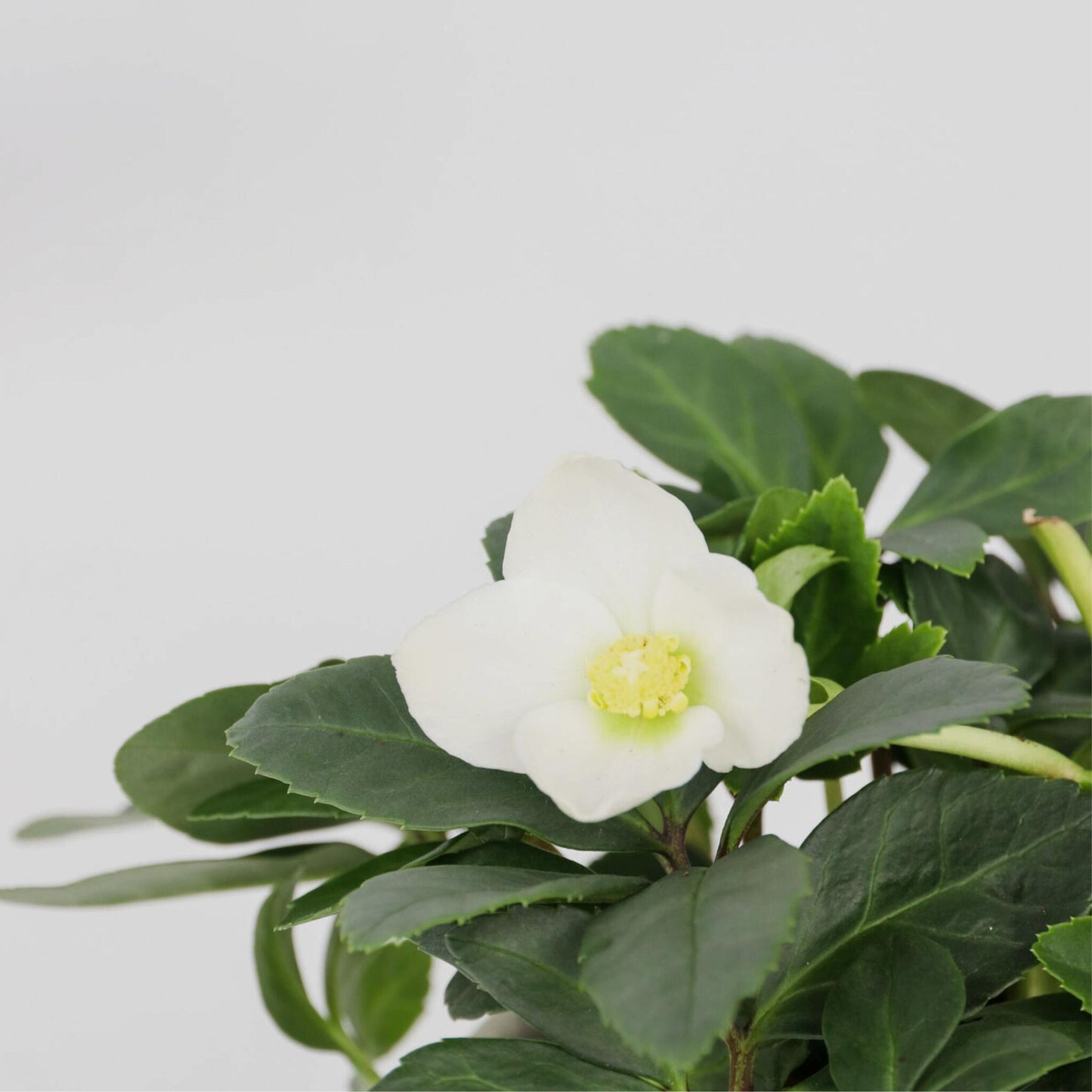 Eléboro - 3 Pzs - Helleborus Niger 'mont Blanc' - Altura 20-30cm - ⌀12cm_3