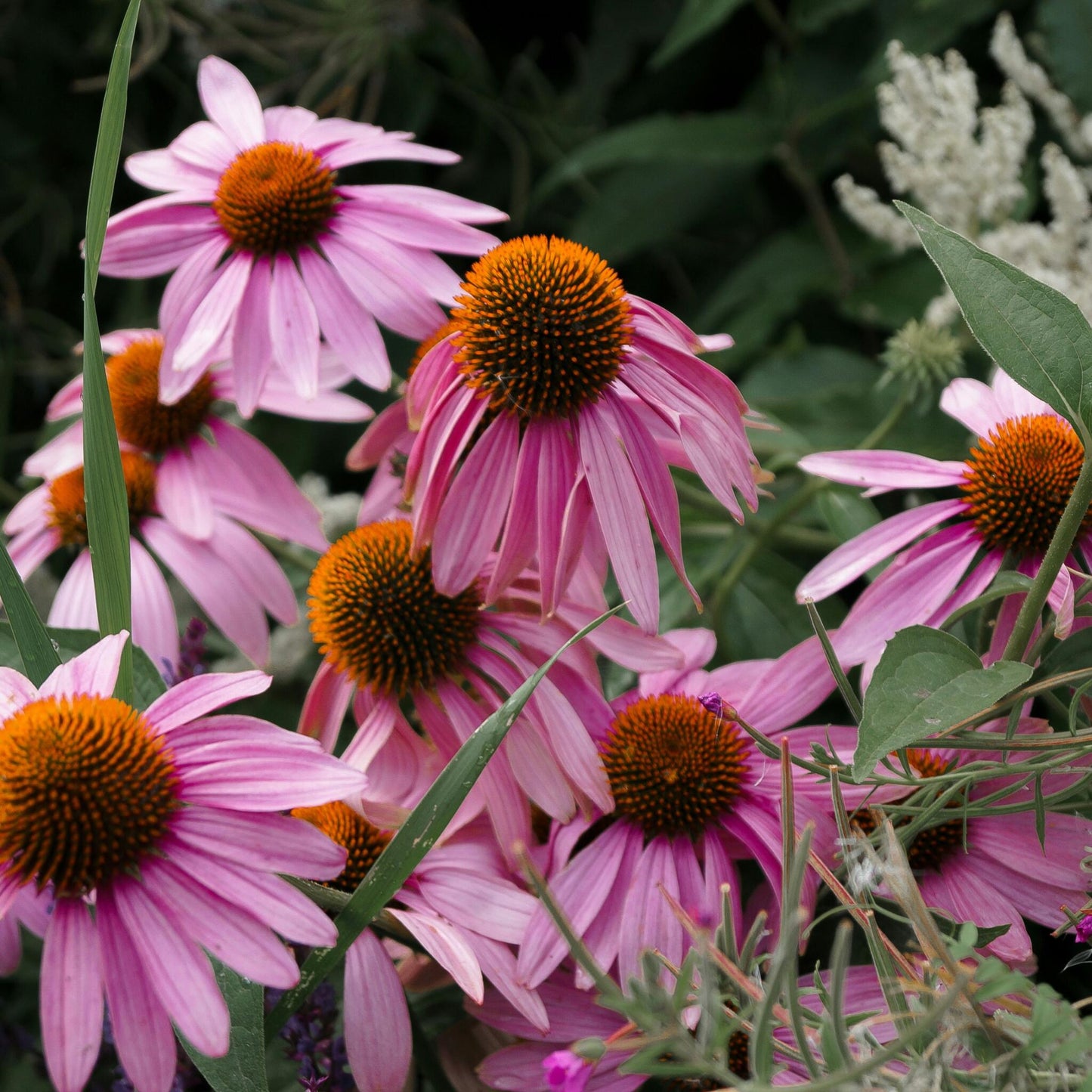 Equinácea - 6 Pzs - Echinacea Mix - Cepellones_4