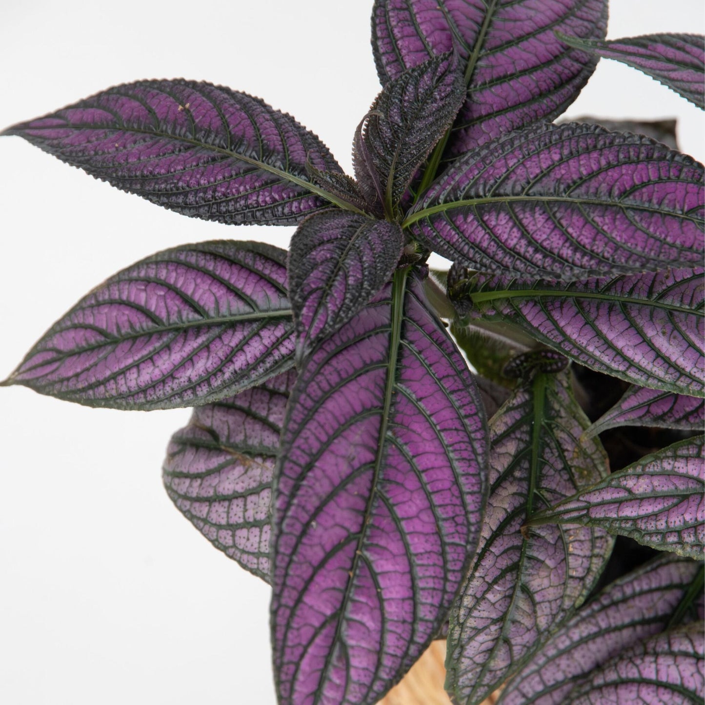 Escudo Persa - Strobilanthes Dyeriana - Altura 20-30cm - Ø12cm_3
