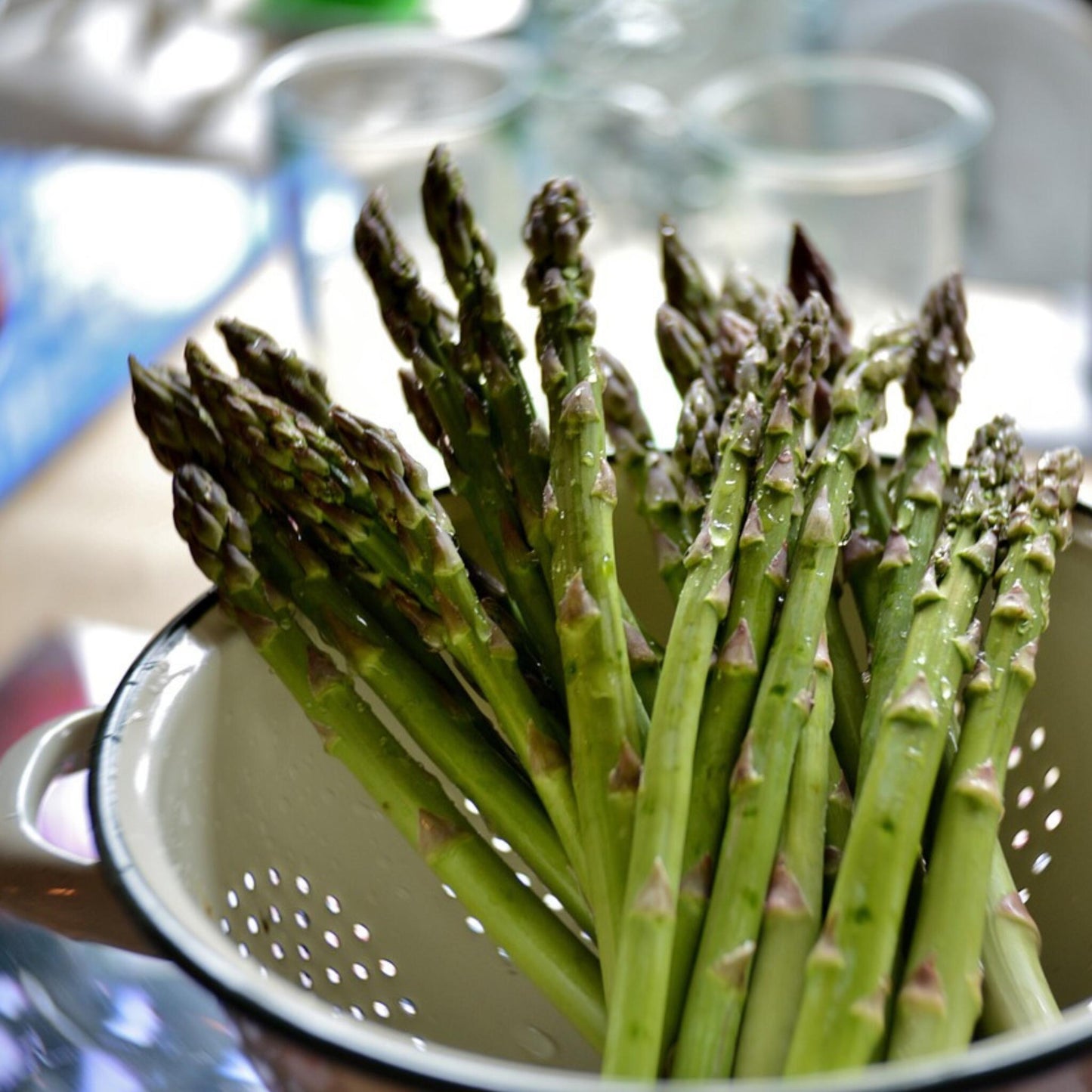 Espargo - 4 Pzs - Asparagus 'gijnlim' - Cepellones - Verde_4