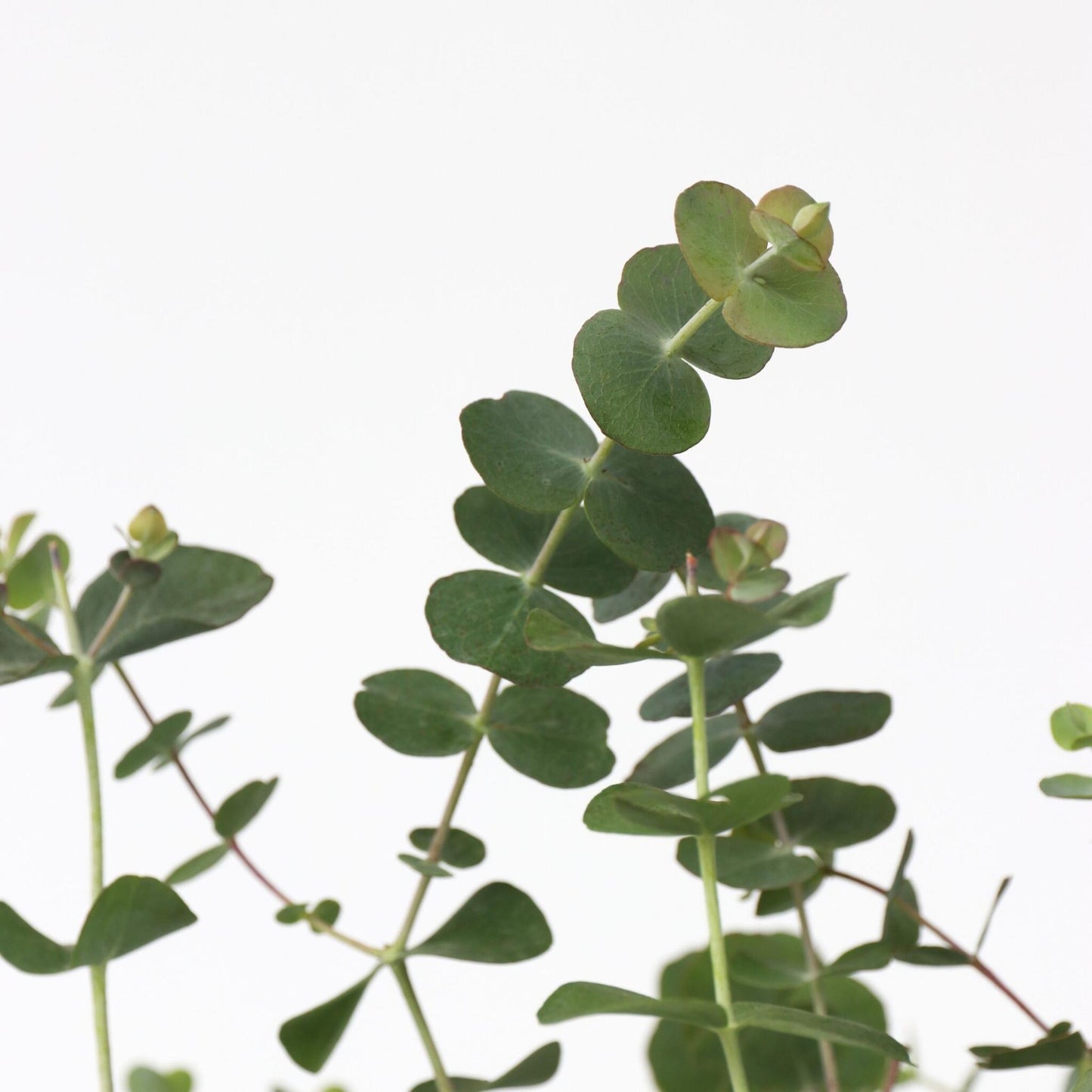 Eucalipto - 2 Pzs - Eucalyptus Pulverulenta 'baby Blue' - Altura 35-45cm - ⌀15cm_3