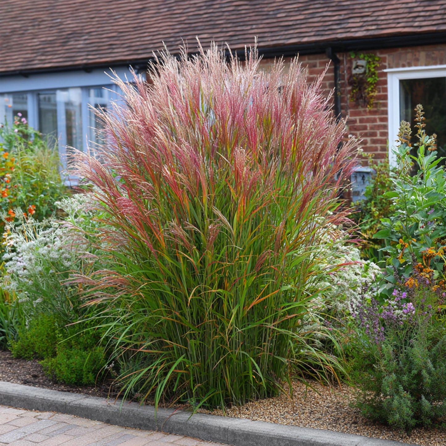 Eulalia - 2 Pzs - Miscanthus Sinensis 'red Chief' - Altura 40-60cm - ⌀23cm_4