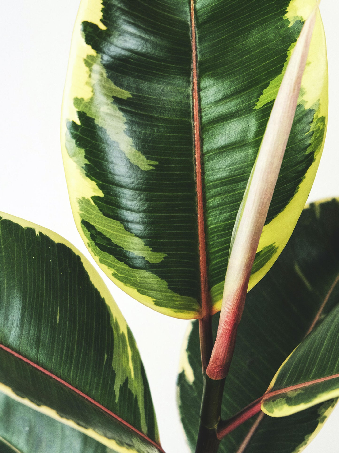 Ficus Tineke | Altura 35cm - Diámetro 12cm_1