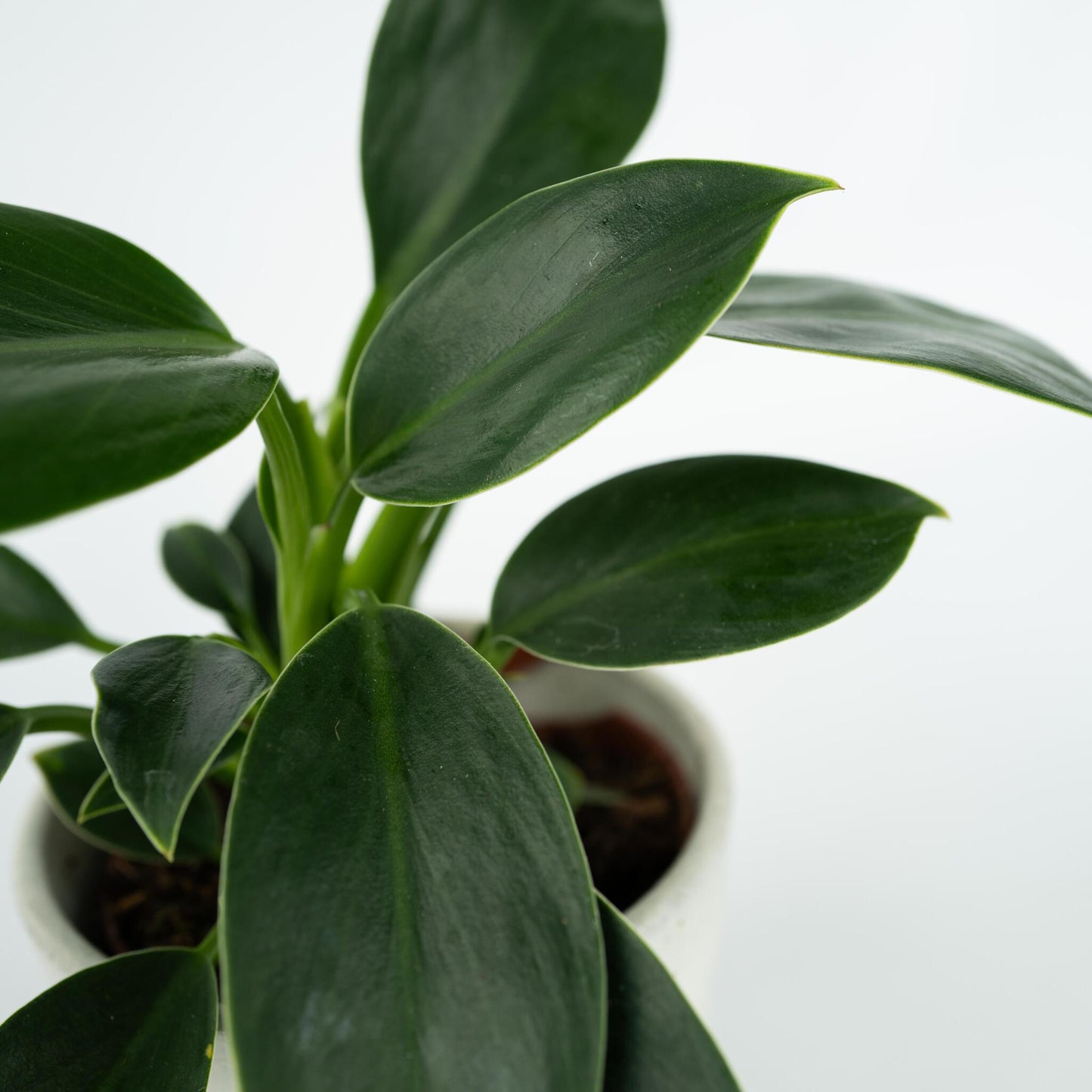 Filodendro - 2 Pzs - Philodendron 'green Princess' - Altura 20-30cm - ⌀12cm_3