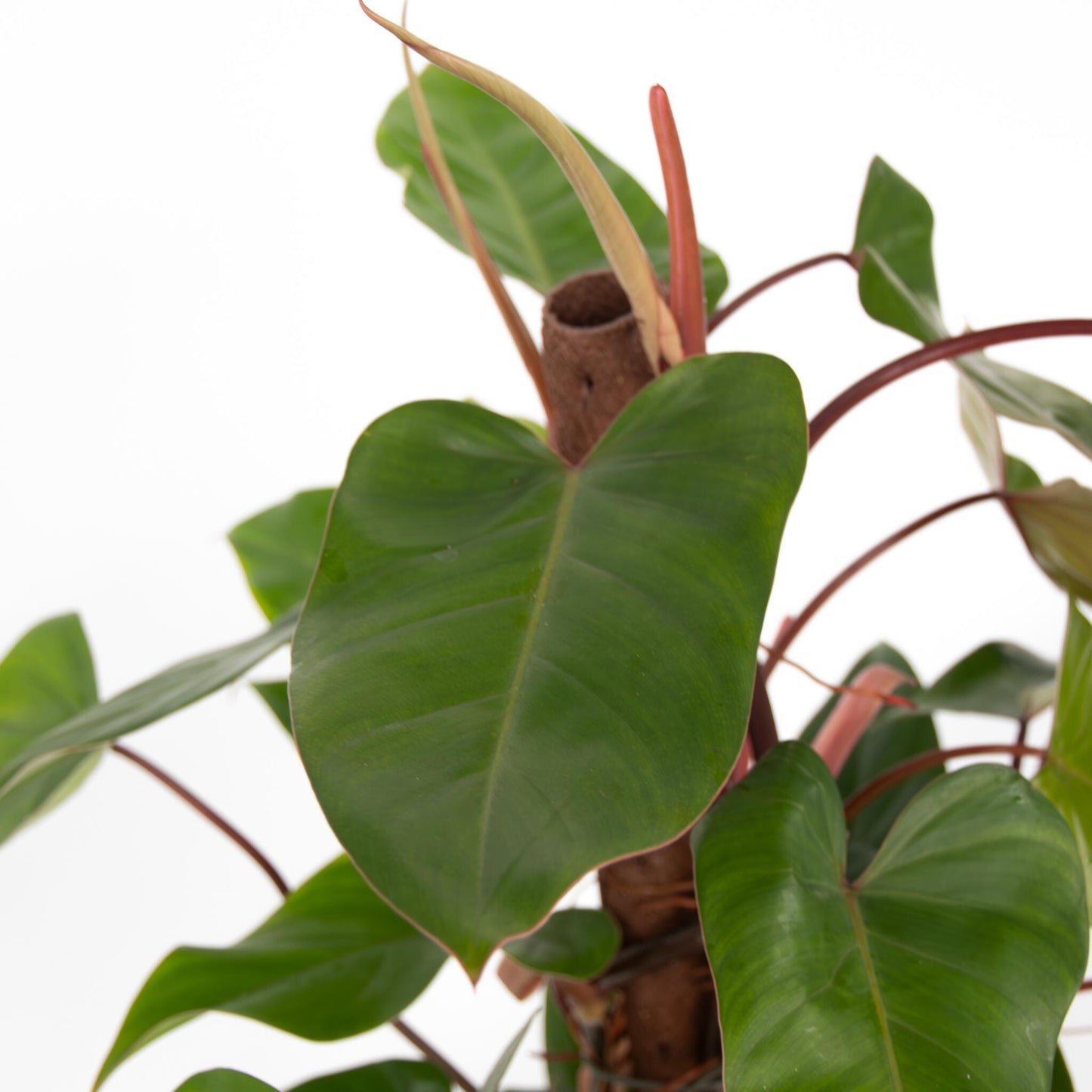 Filodendro - Philodendron Red Emerald Kratiste - Altura 70-80cm - ⌀19cm_3