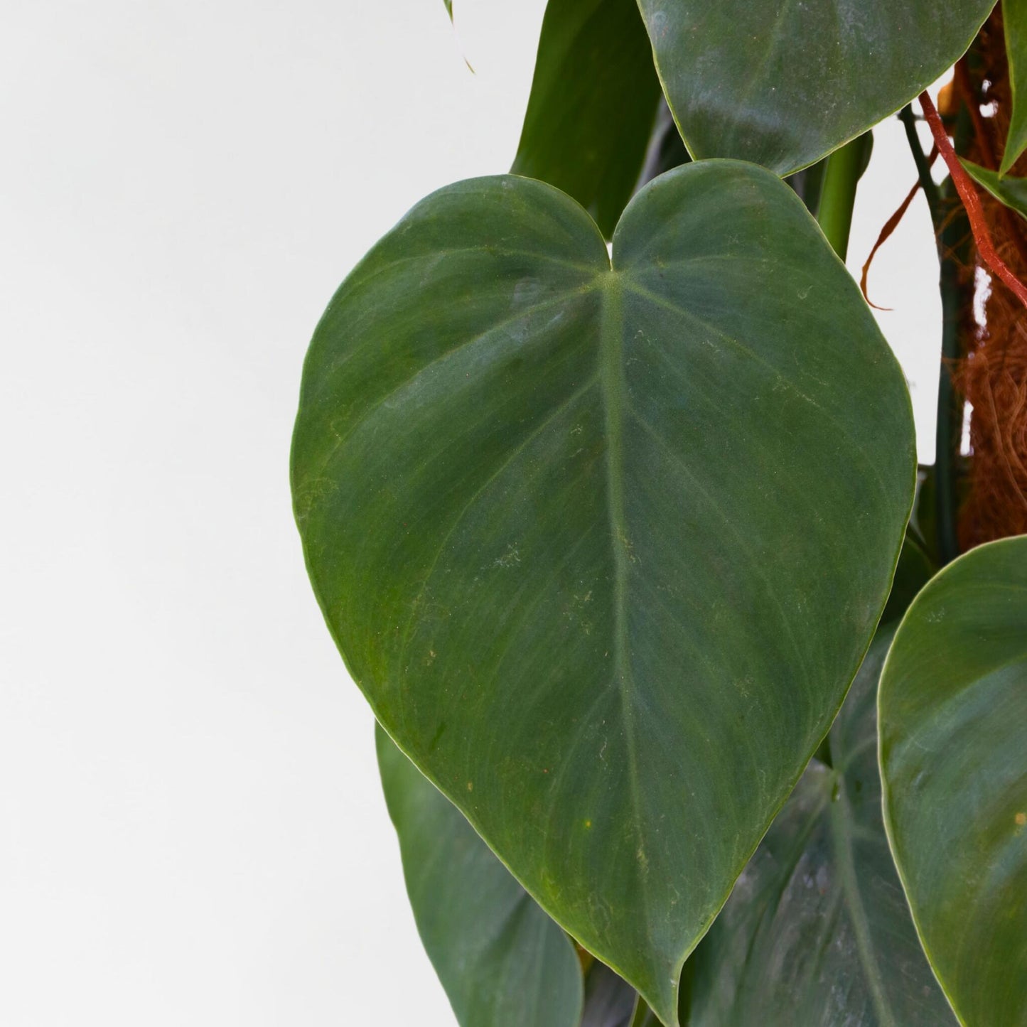 Filodendro - Philodendron Scandens - Altura 150-160cm - ⌀27cm_3