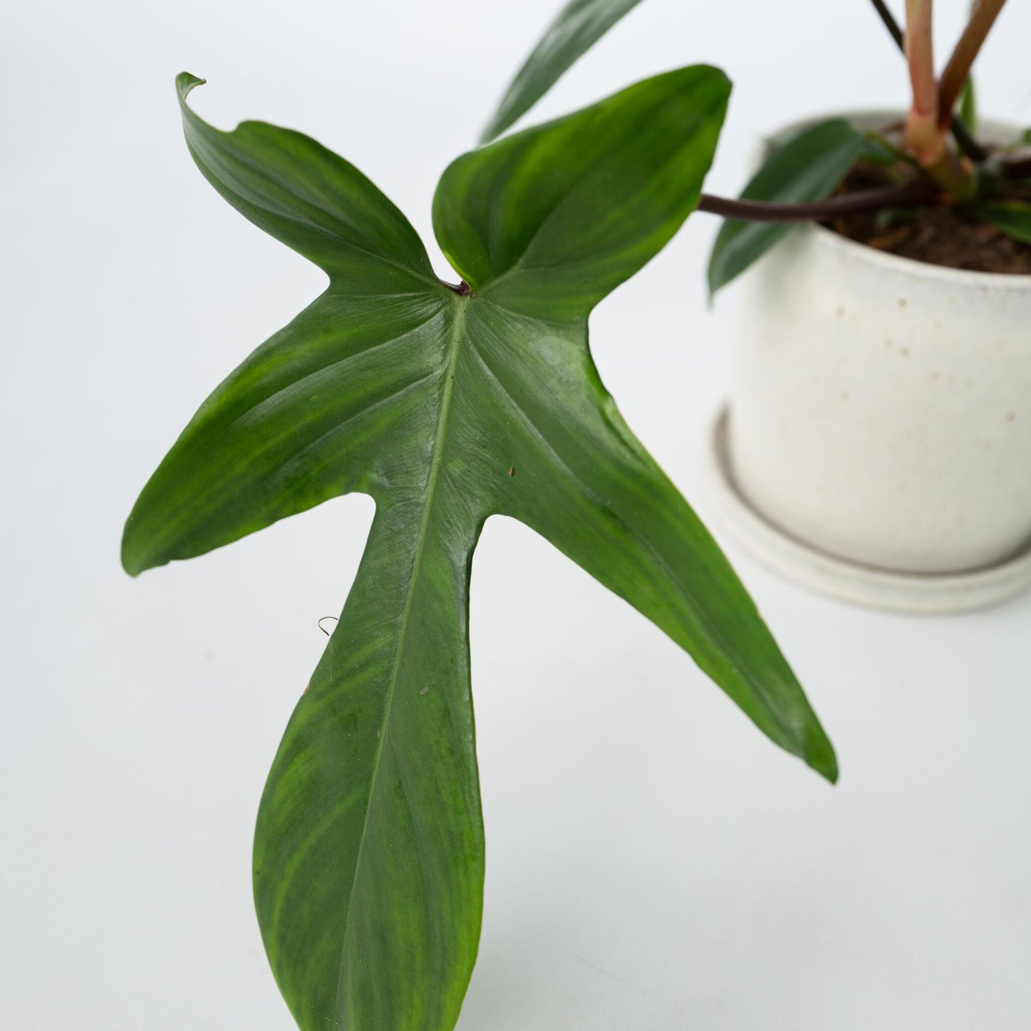 Filodendro - Philodendron 'florida Green' - Altura 20-30cm - ⌀12cm_3