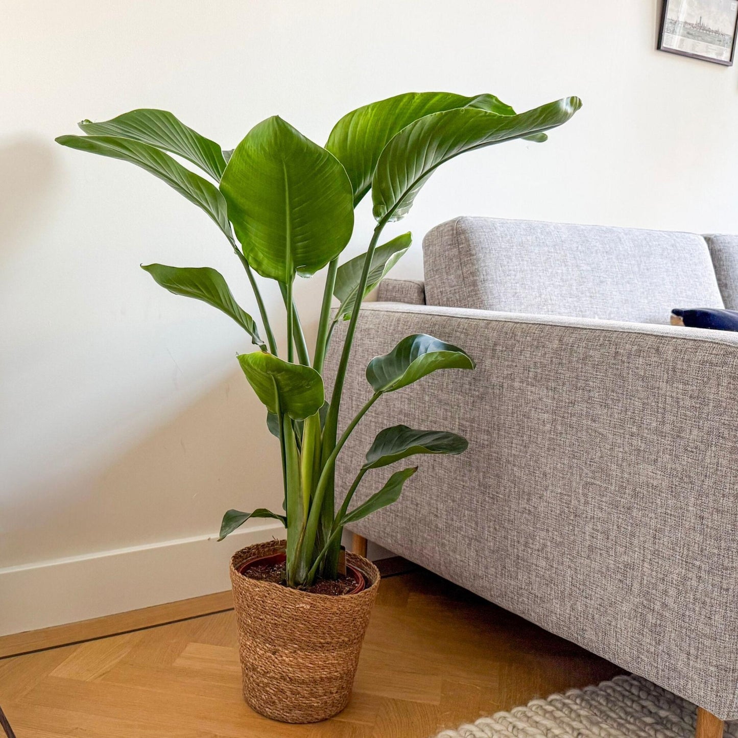 Flor Ave Del Paraíso Con Cesta - Strelitzia Nicolai 90-110 Cm ⌀21 Cm_4