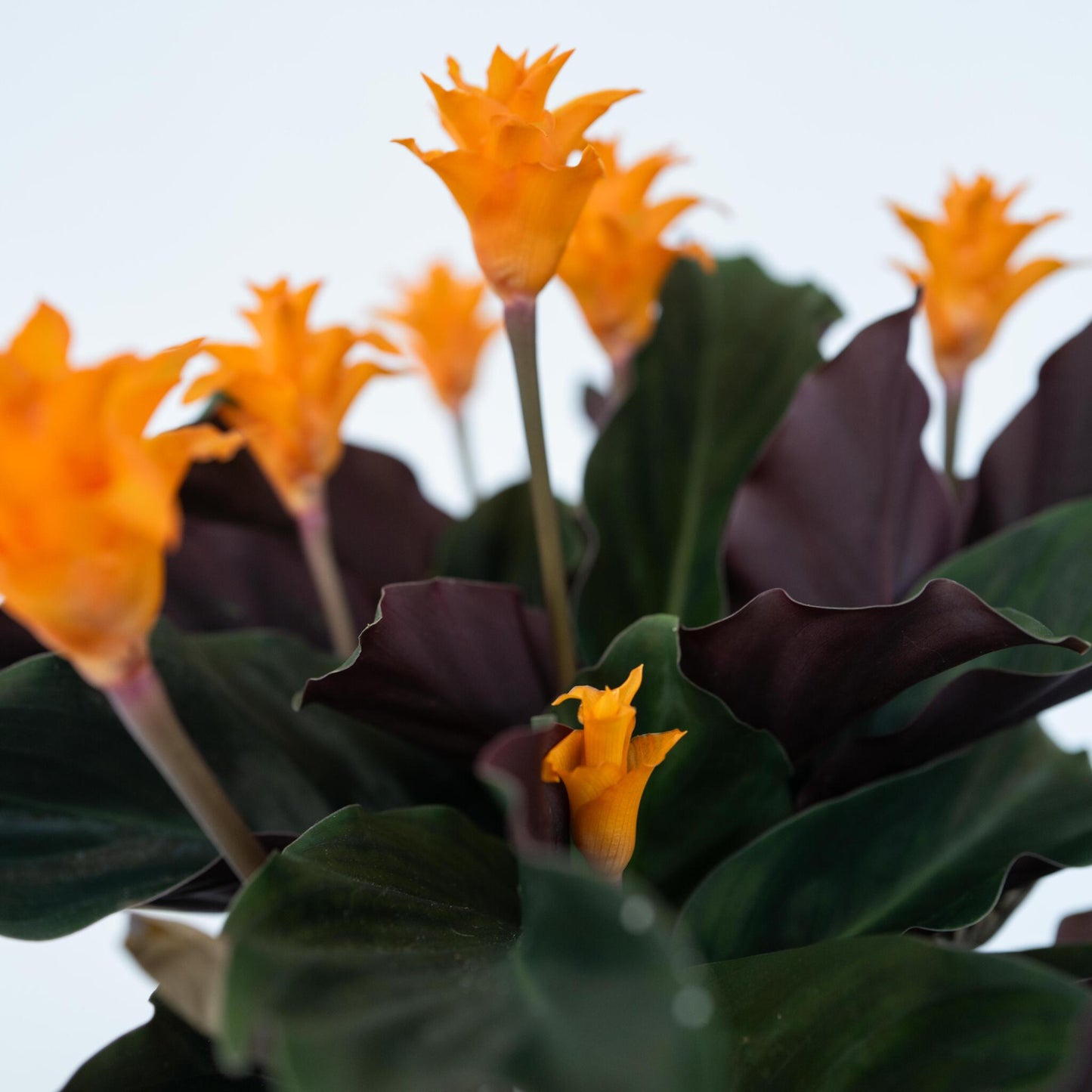 Flor De La Llama Eterna - Calathea Crocata 'tassmania' - Altura 40-50cm - ⌀14cm_3