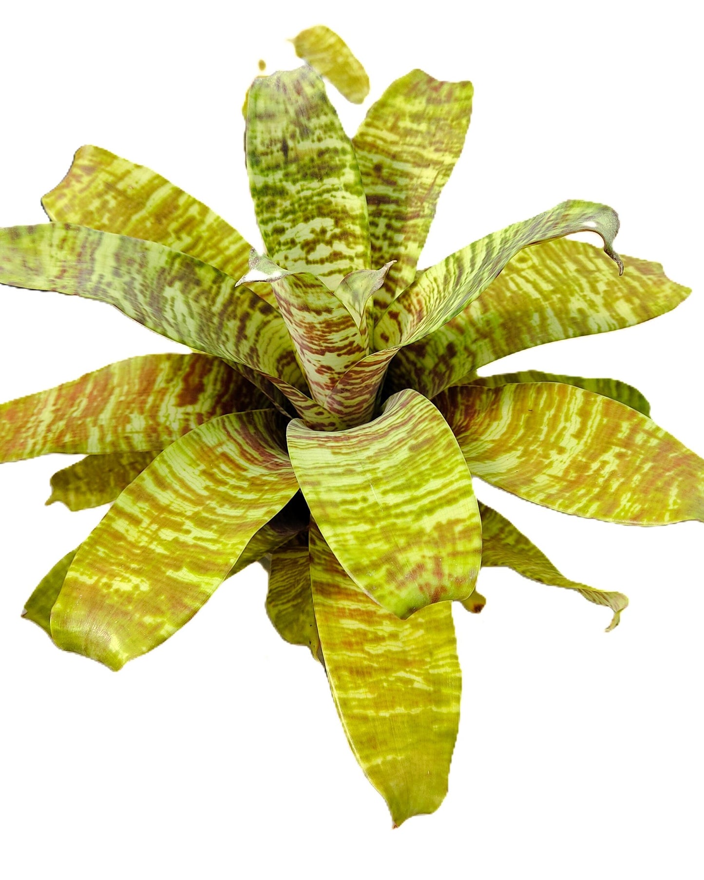 Goudea ospinae gruberi; bromelia multicolor, floración llamativa; Curiosarium; altura 15 cm_3