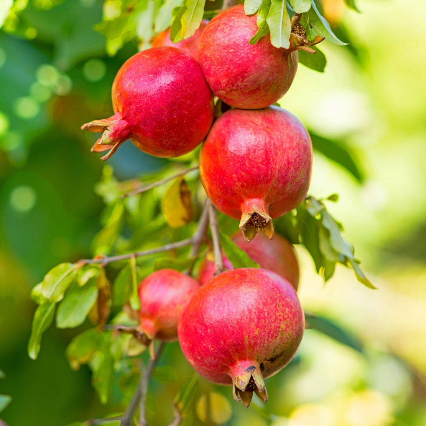 Granado - 3 Pzs - Punica Granatum - Altura 25-40cm - ⌀9cm_3