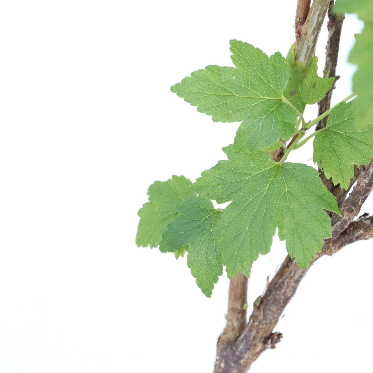 Grosella Negra - 2 Pzs - Ribes Nigrum 'titania' - Altura 90-100cm - ⌀21cm_3