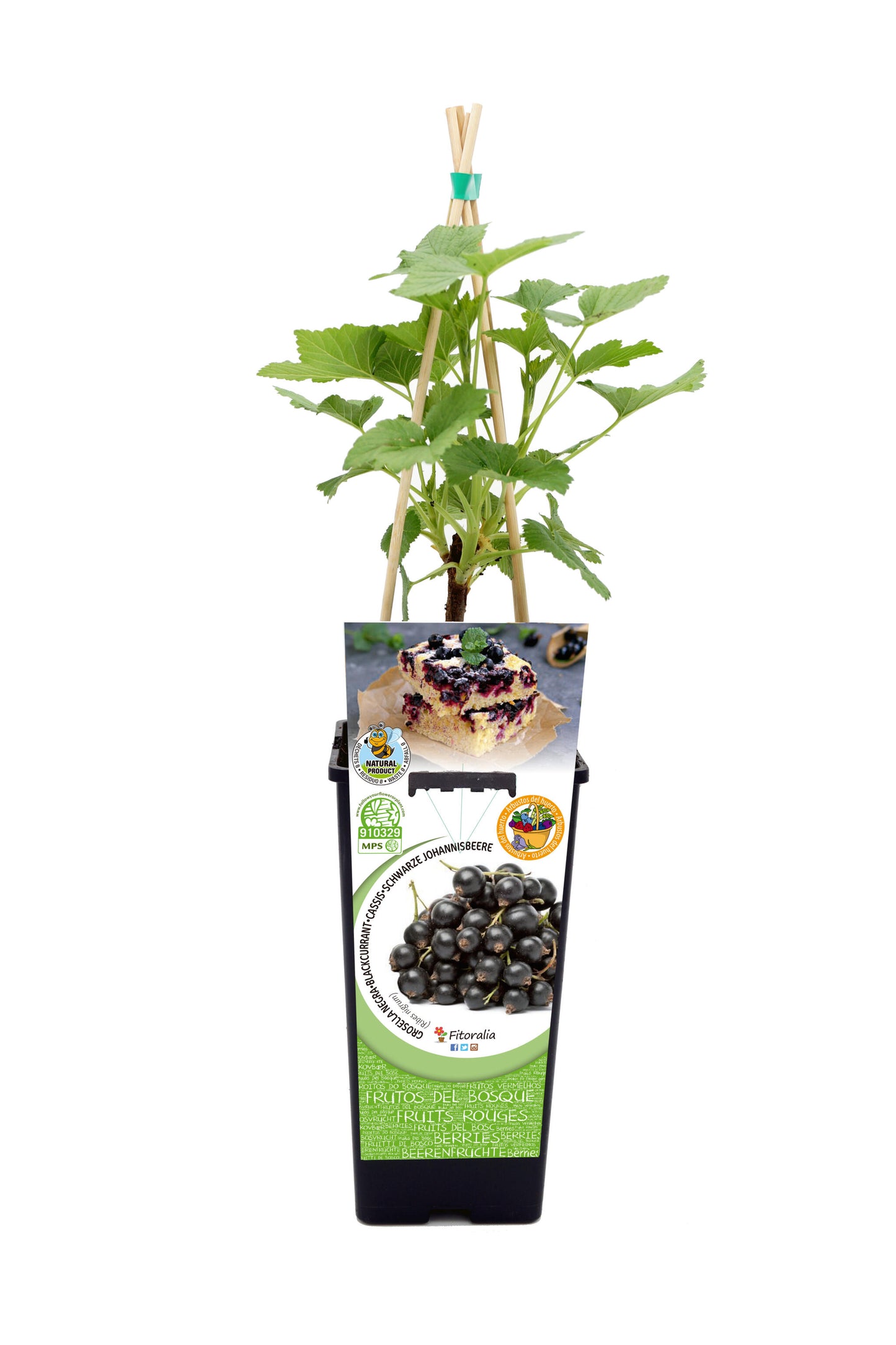 Grosella Negra En Maceta 2 L. Natural - Fitoralia_0