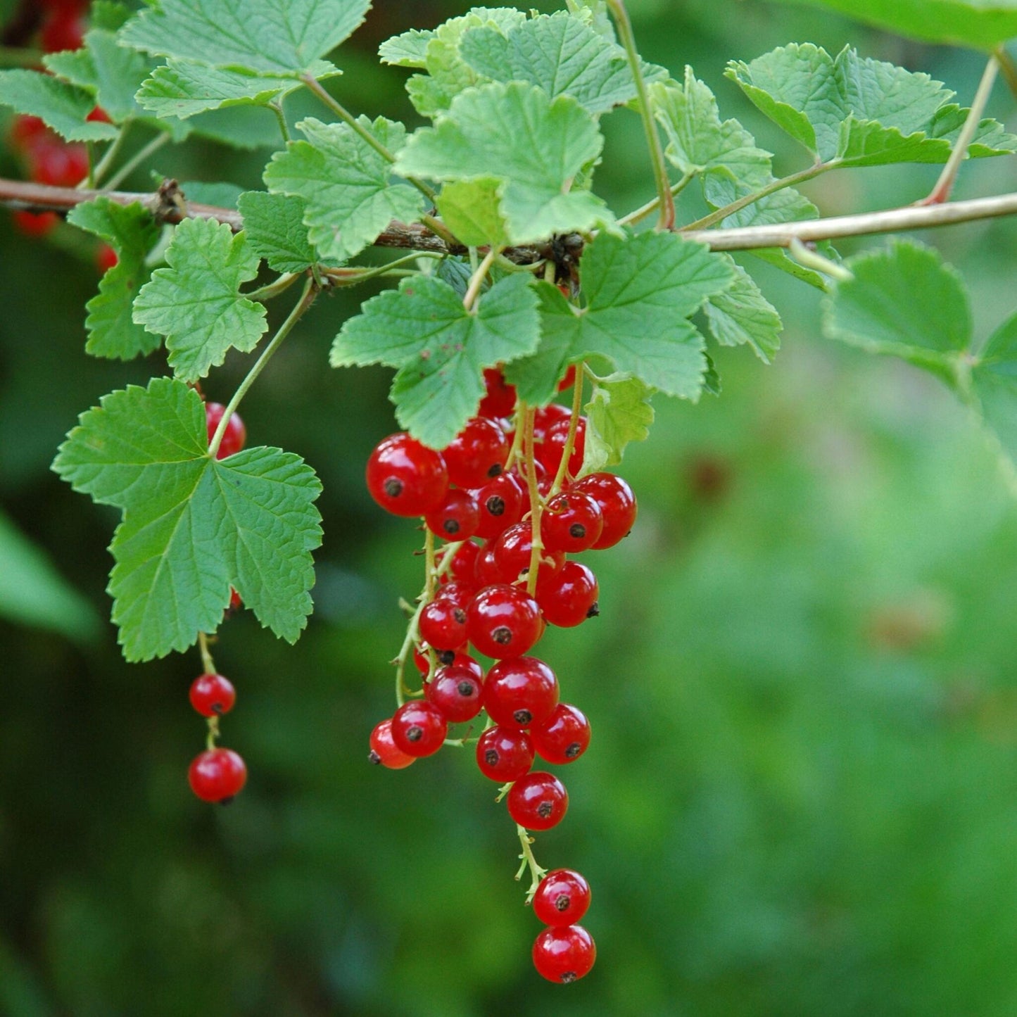 Grosella Roja - 3 Piezas - Ribes Rubrum - Altura 25-40cm - ⌀9cm_4
