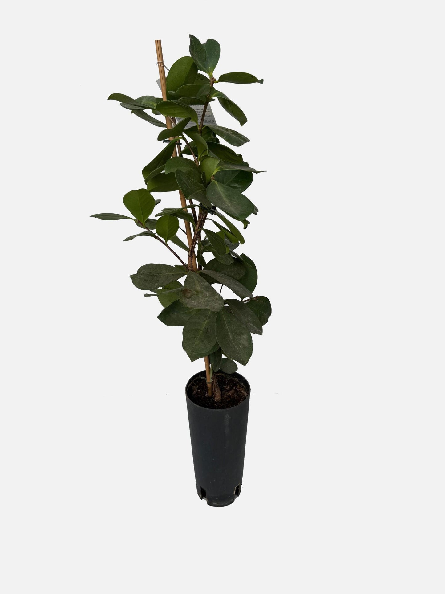 Guayaba Fresa - Árbol Frutal Tropical - Maceta Tubo - Altura Total Aprox. 1m._1