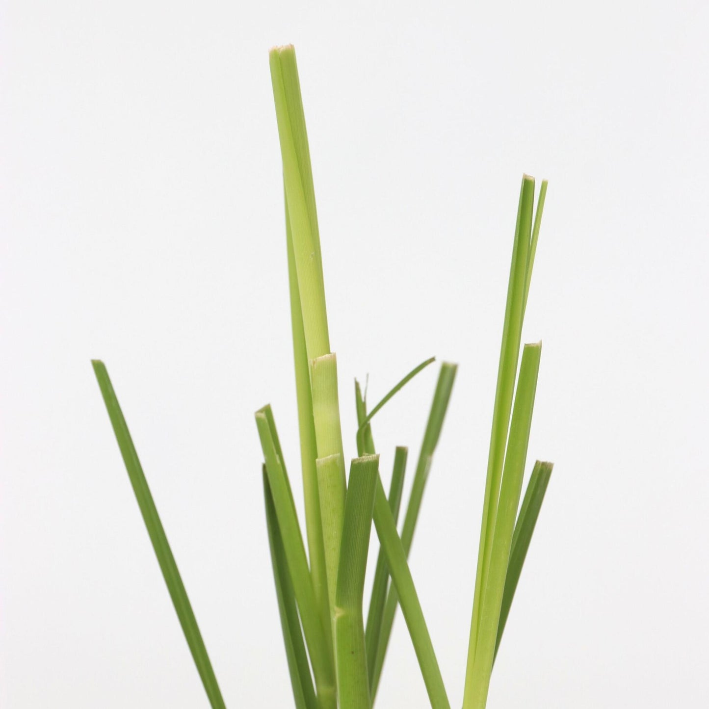 Hierba Da Las Pampas - 6 Pzs - Cortaderia Selloana - Altura 25-40cm - ⌀9cm_3