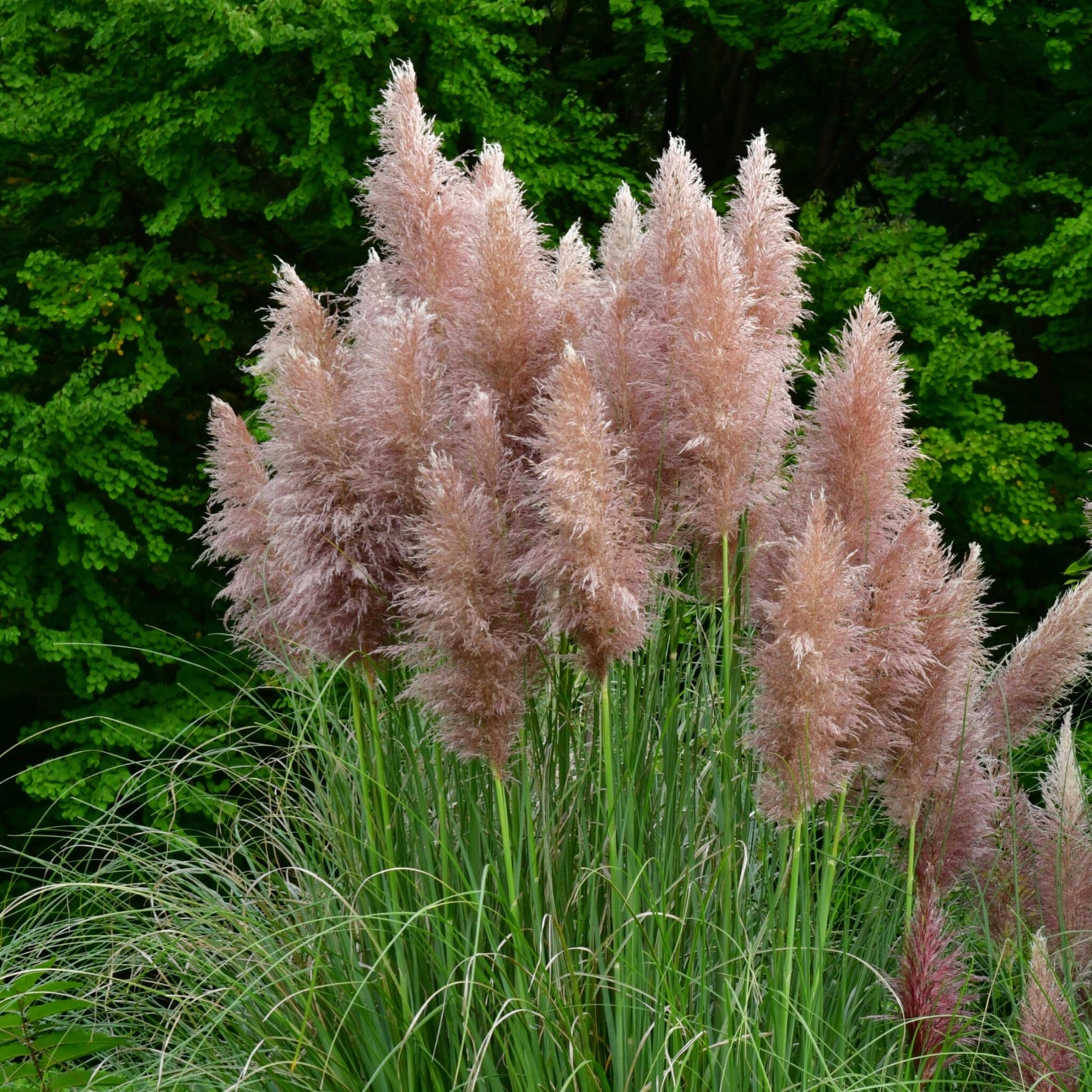 Hierba Da Las Pampas - 6 Pzs - Cortaderia Selloana - Altura 25-40cm - ⌀9cm_4