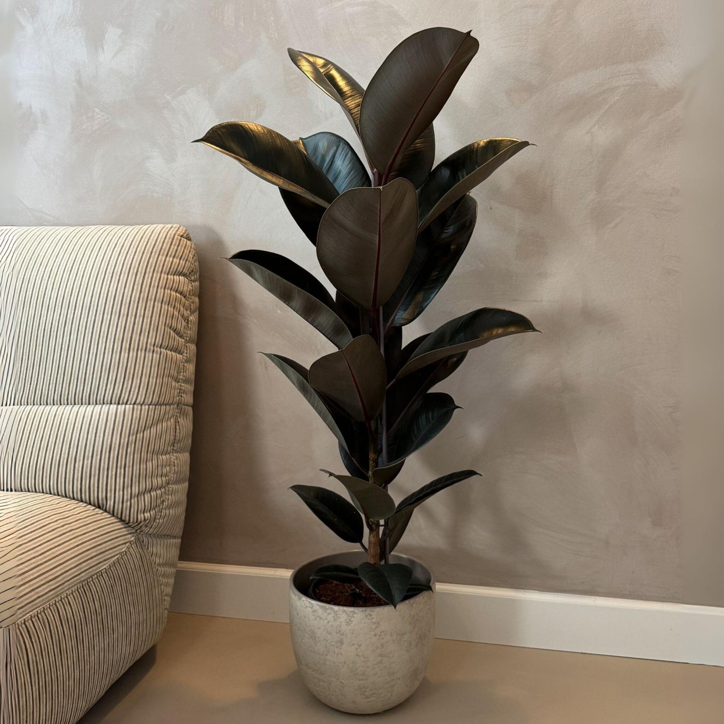 Higuera Cauchera - Ficus Elastica 'abidjan' - Altura 75-100cm - ⌀24cm_4