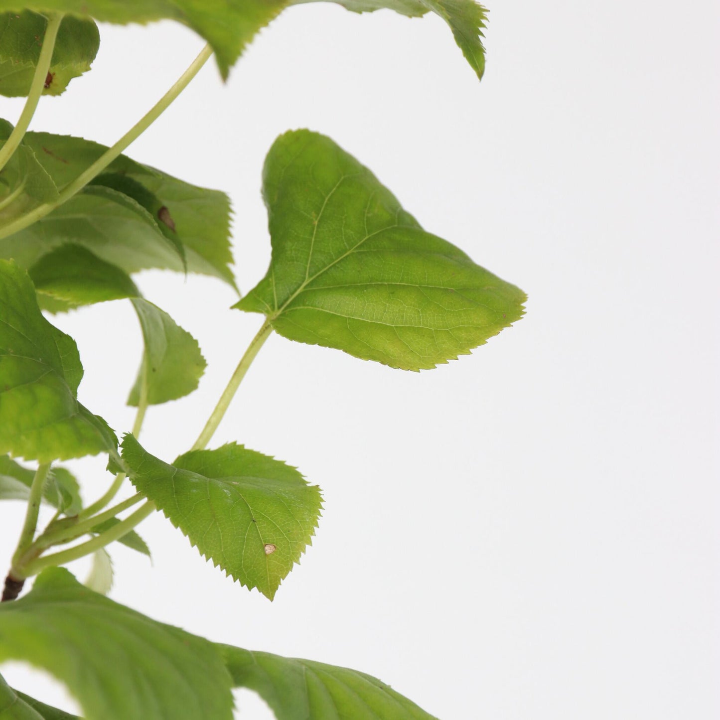 Hortensia - 2 Pzs - Hydrangea Anomale Petiolaris - Altura 60-70cm - ⌀15cm_3