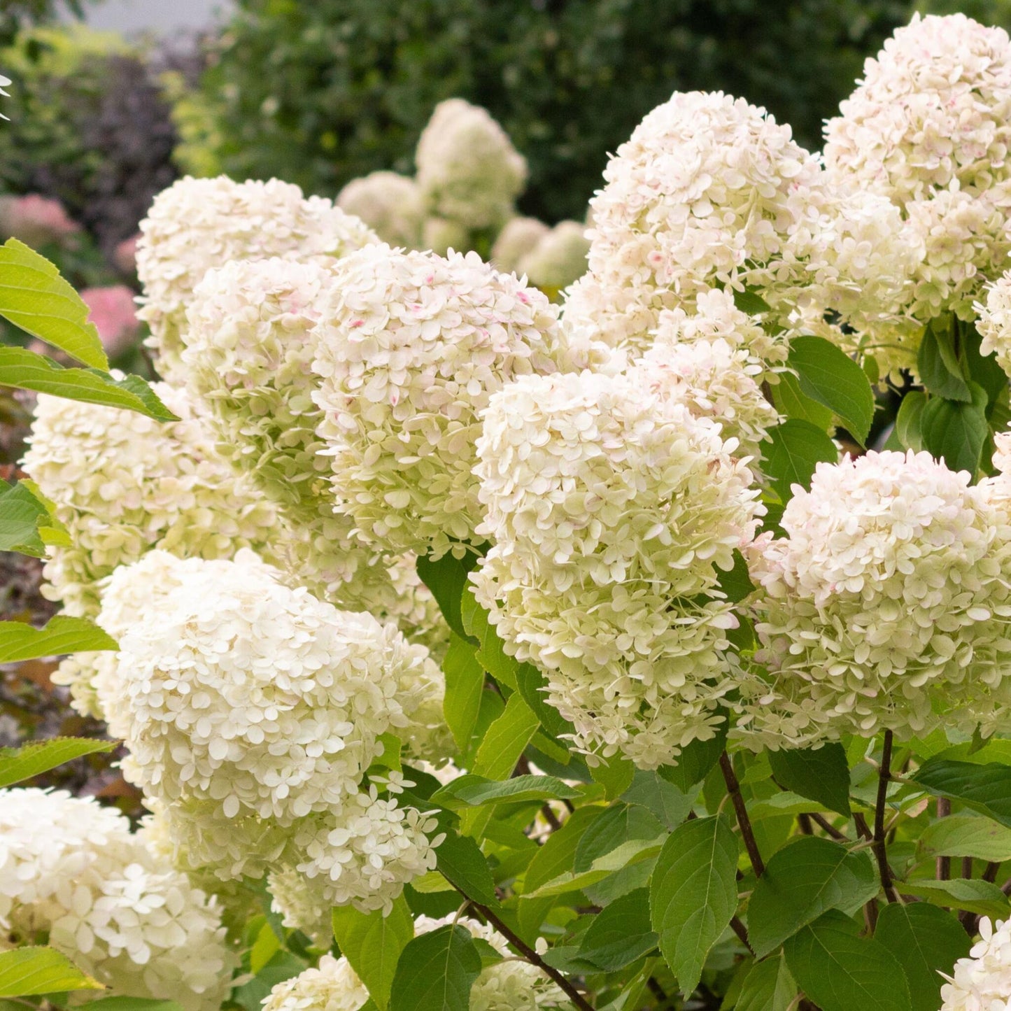 Hortensia - 2 Pzs - Hydrangea Paniculata 'grandiflora' - Altura 30-40cm - ⌀17cm_3