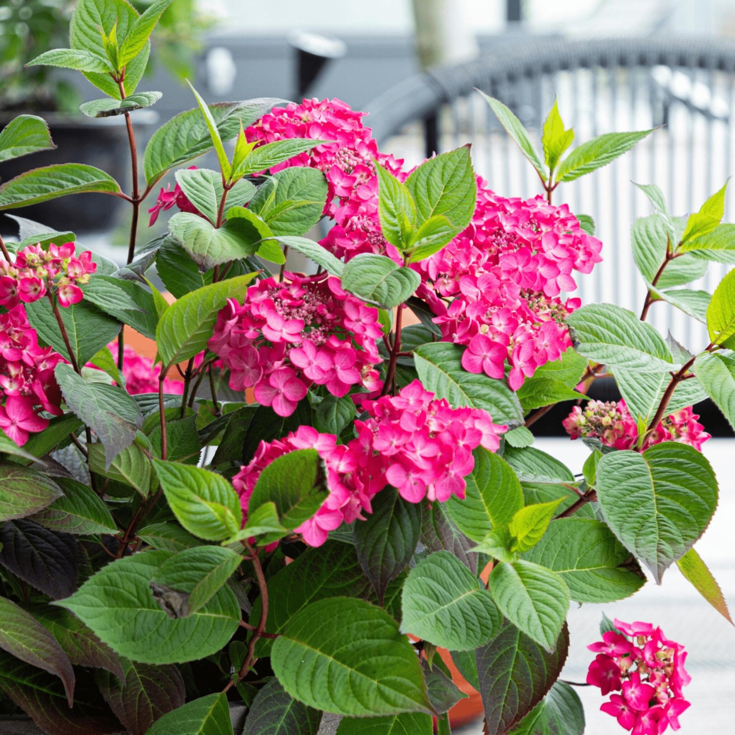 Hortensia - 2 Pzs - Hydrangea 'magic Sunset' - Altura 25-40cm - ⌀19cm_4