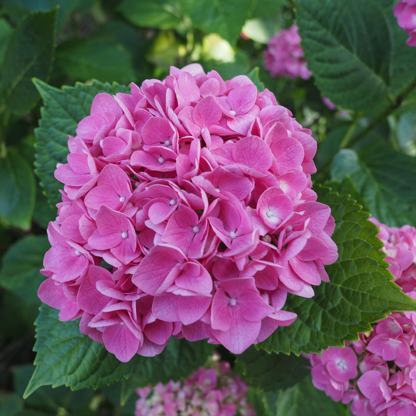 Hortensia - 3 Pzs - Hydrangea Macrophylla - Altura 25-40cm - ⌀9cm_3