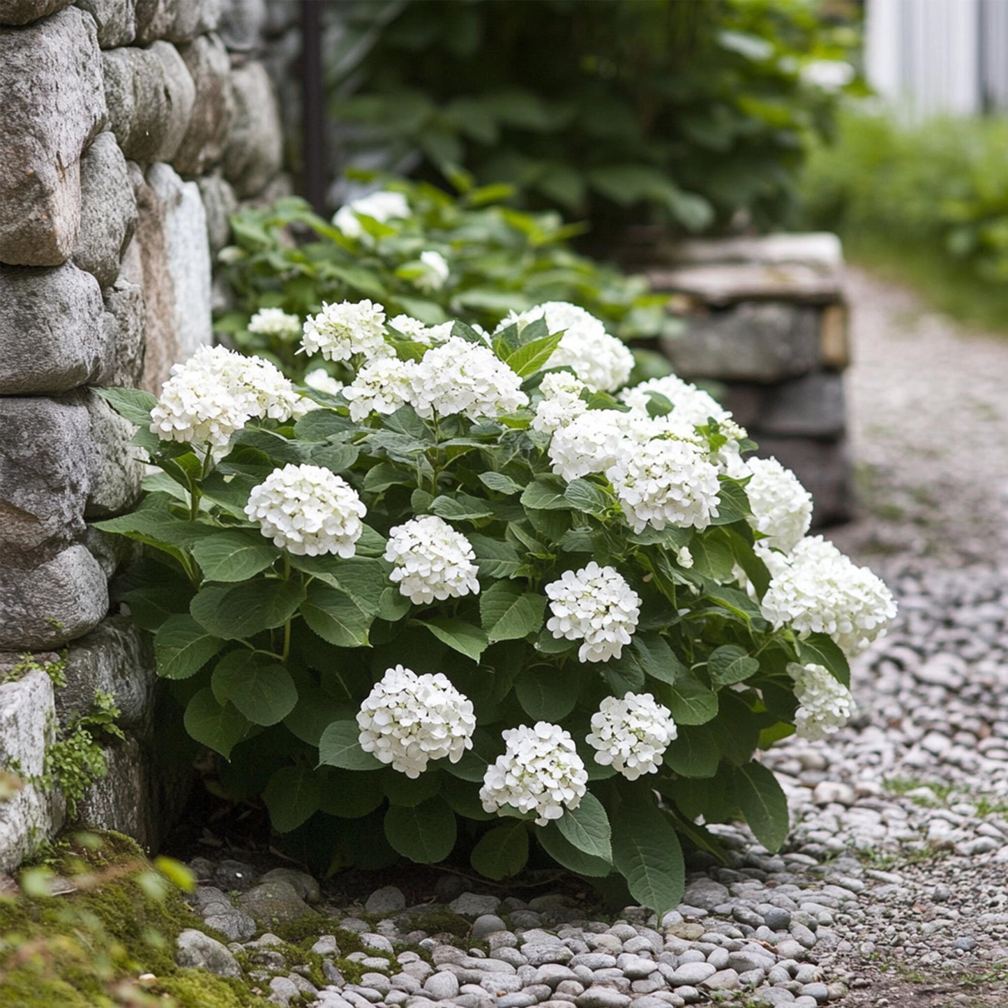 Hortensia - 3 Pzs - Hydrangea Macrophylla Teller 'benxi' - Altura 25-40cm - ⌀9cm_4
