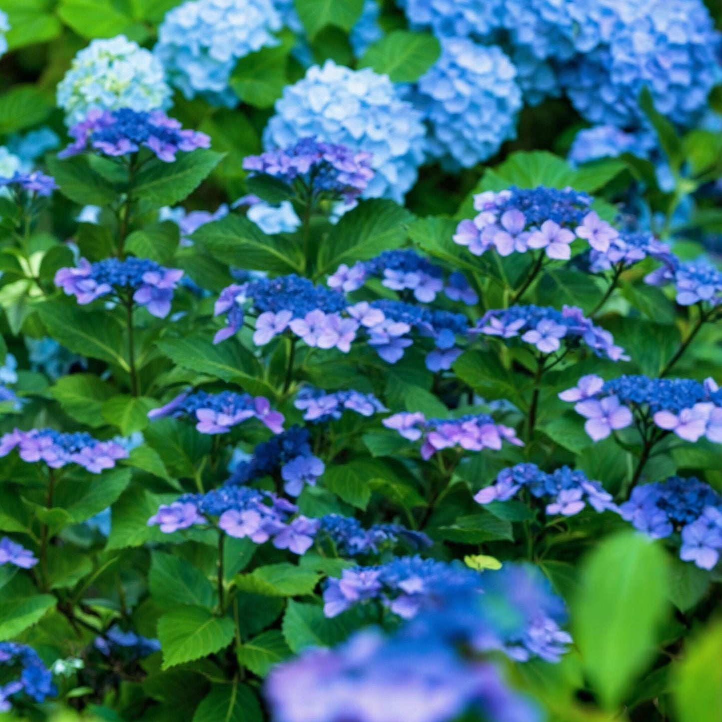 Hortensia - 4 Pzs - Hydrangea Serrata 'summerglow' - Altura 25-40cm - ⌀19cm_3