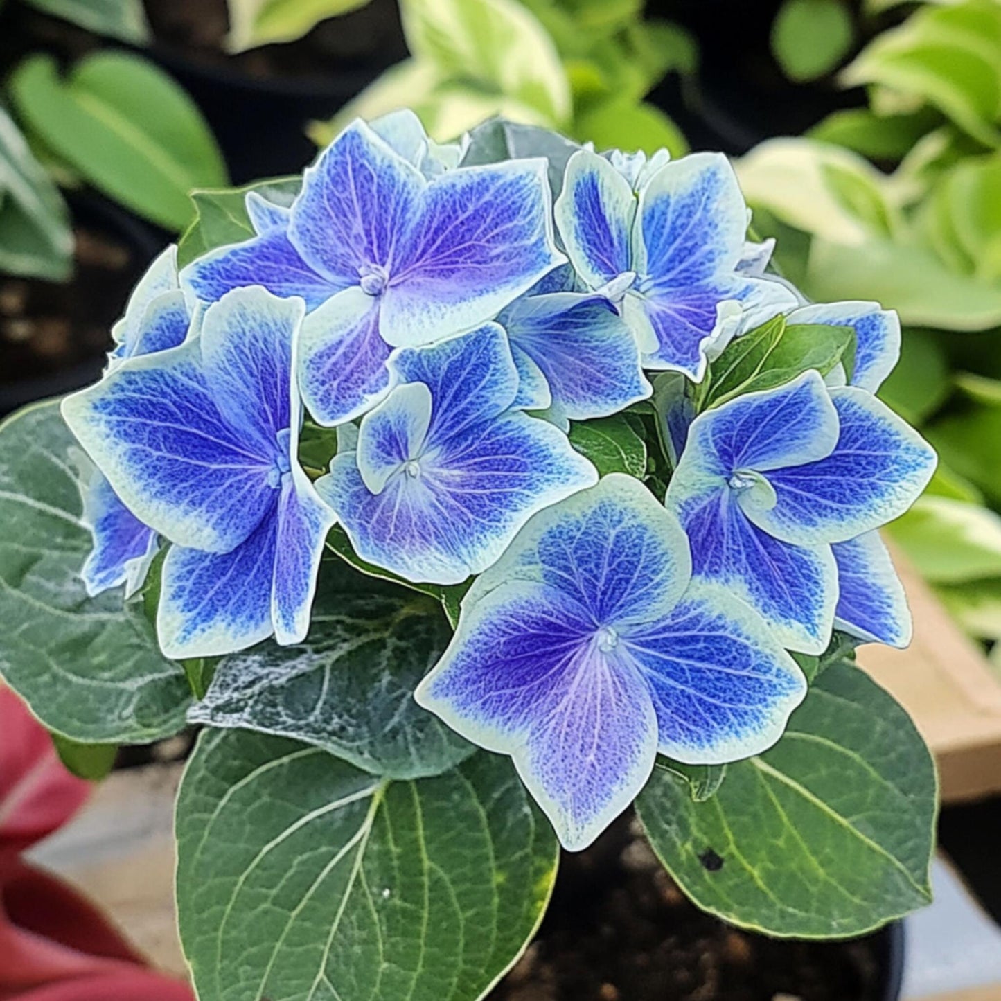 Hortensia - 6 Pzs - Hydrangea Macrophylla 'bavaria' - Altura 25-40cm - ⌀9cm_3