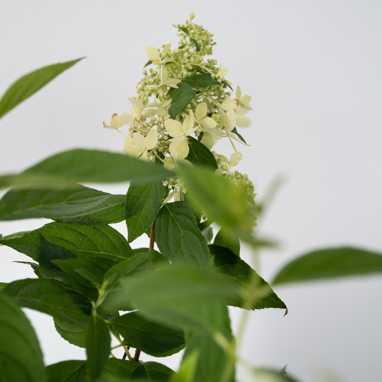 Hortensia - Hydrangea Paniculata 'confetti' - Altura 25-40cm - ⌀19cm_3