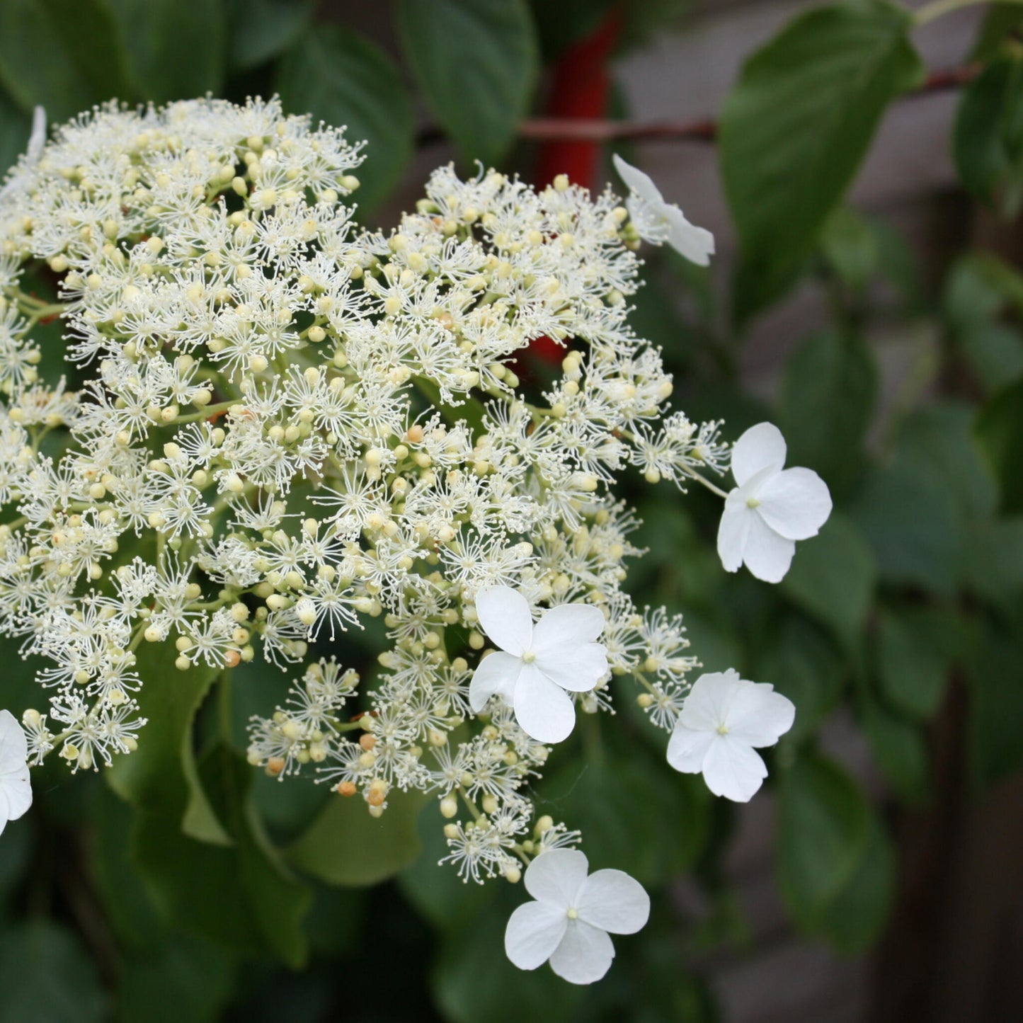 Hortensia Trepadora - 6 Pzs - Hydrangea Petiolaris - Altura 25-40cm - ⌀9cm_3