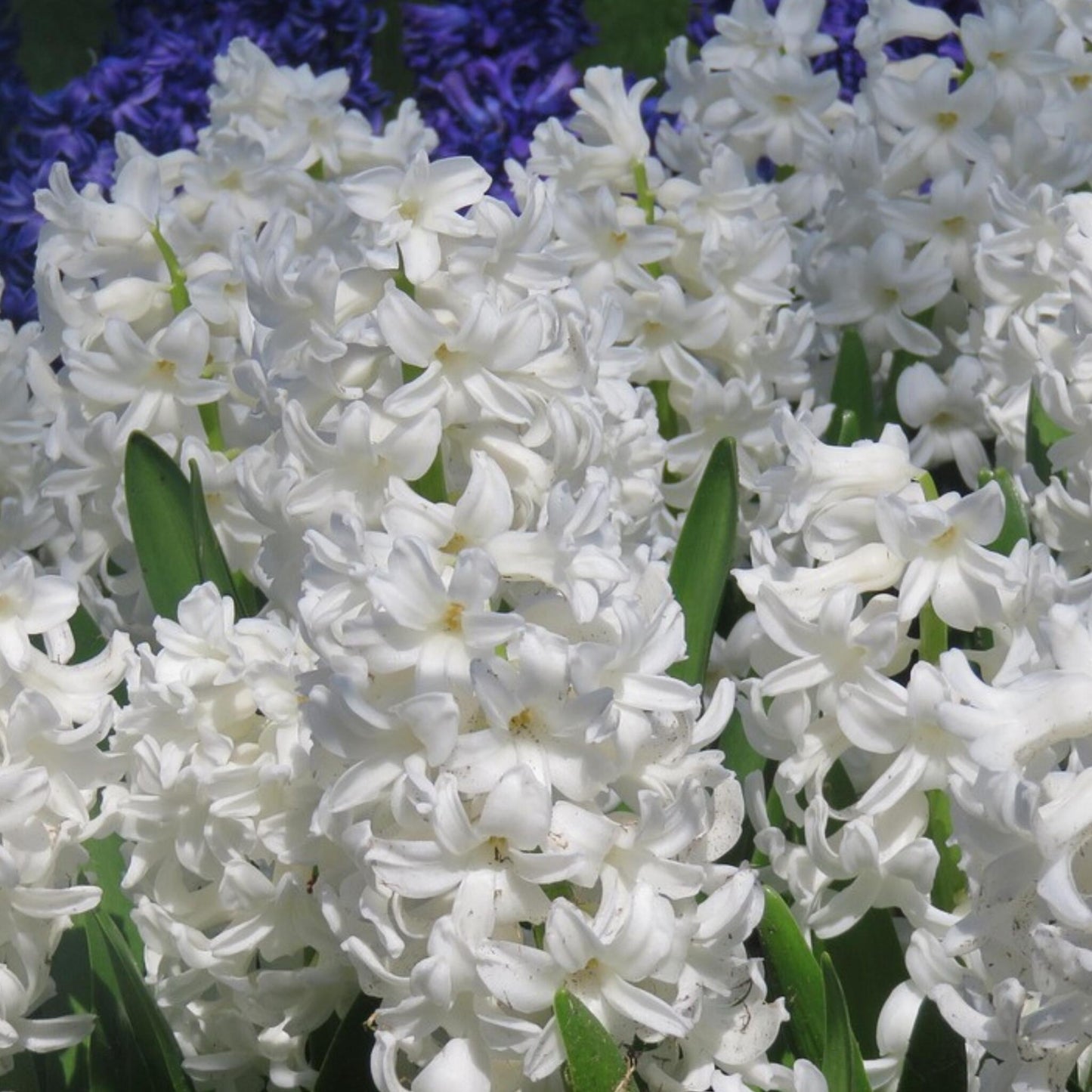 Jacinto - 10 Pzs - Hyacinthus 'carnegie' - Bulbos De Flores - Blanco_4