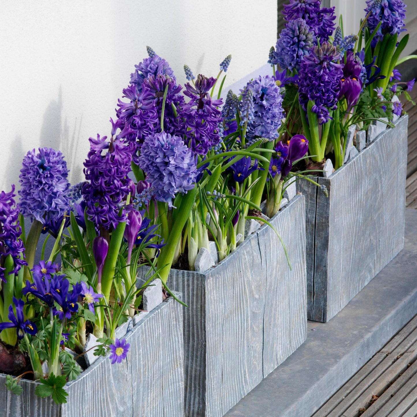 Jacinto - 25 Pzs - Hyacinthus 'blue Trophy' - Bulbos De Flores - Azul_4