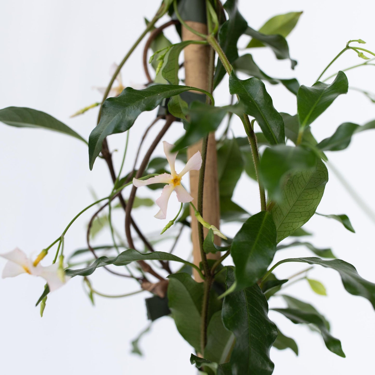 Jazmín Estrellado - Trachelospermum Jasminoides - Altura 110-120cm - ⌀17cm_3