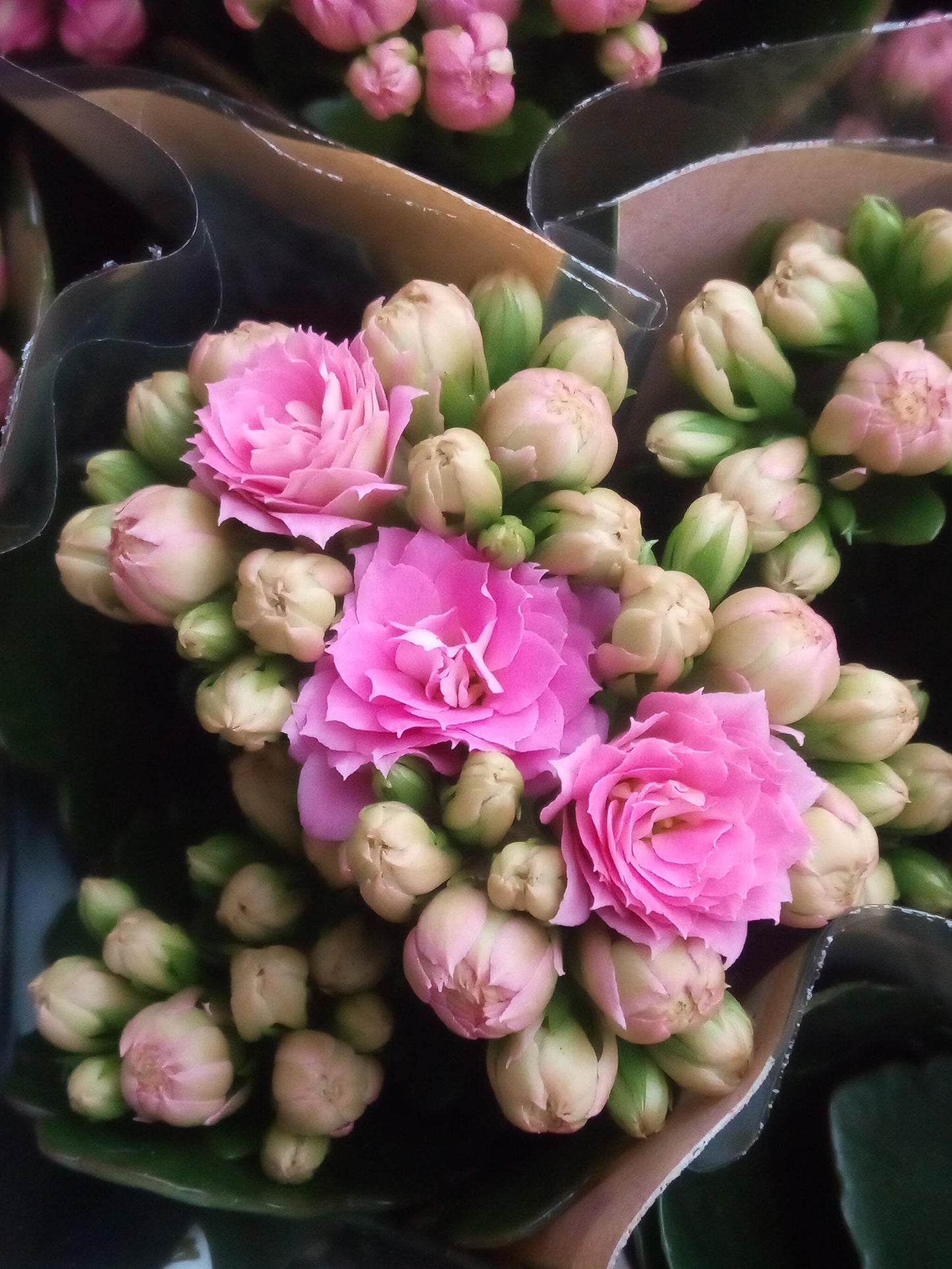 Kalanchoe Blossfeldiana Flor Rosa Ø6 Planta De Interior_0