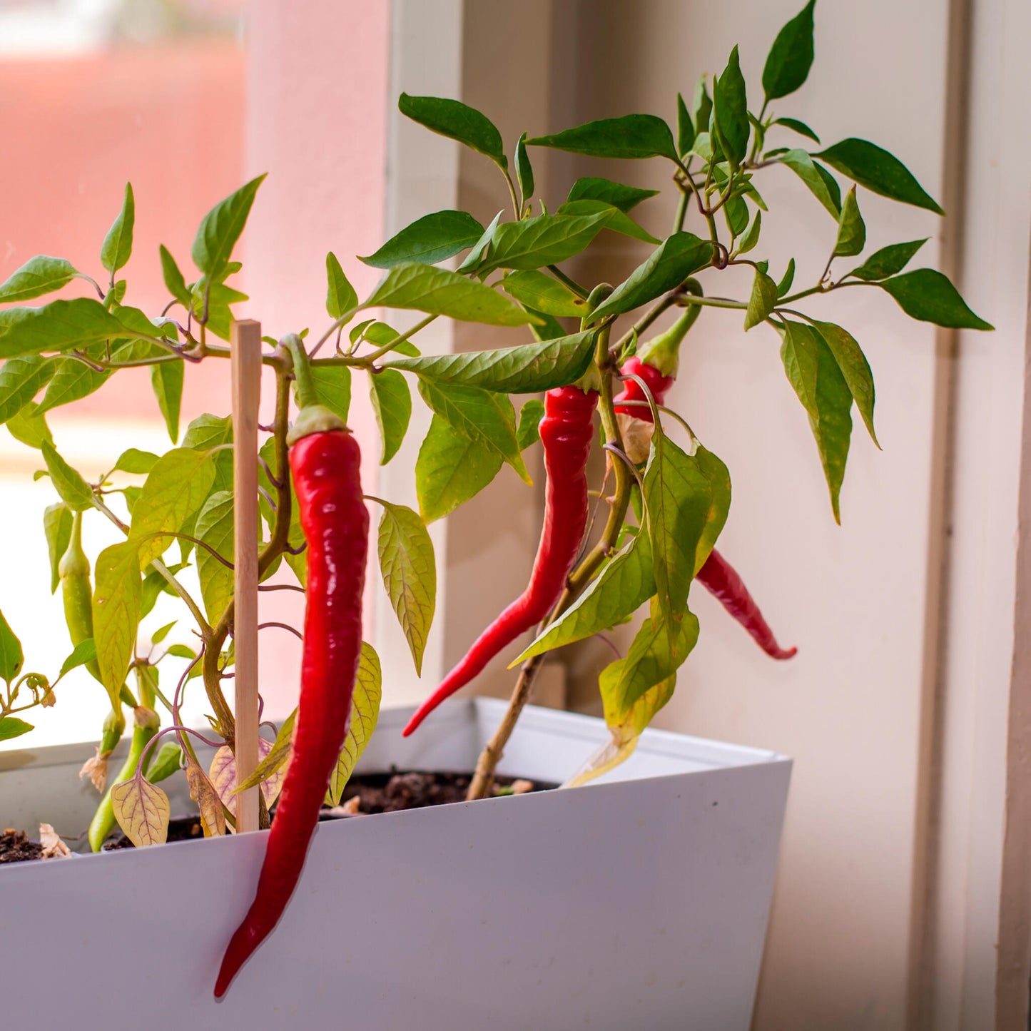 Kit Cultivo Pimientos Picantes ¡Peligro! 5 Niveles del Jalapeño al Red Caribbean - Resetea_4