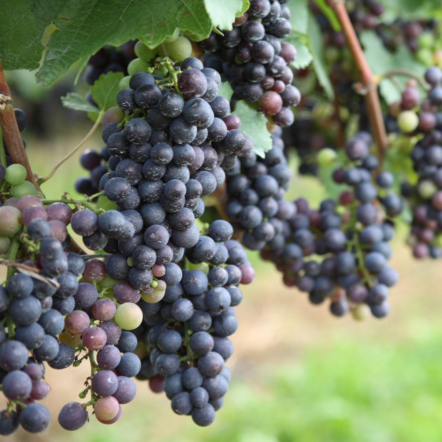 La Vid - 24 Pzs - Vitis Vinifera - Altura 25-40cm - ⌀9cm_3