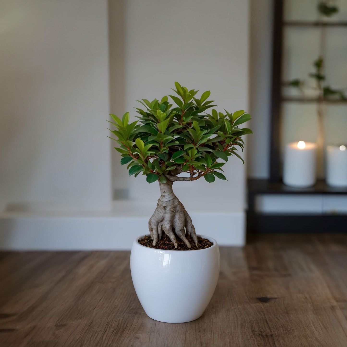 Laurel De Indias - 2 Pzs - Ficus Microcarpa - Altura 30-40cm - ⌀12cm_4