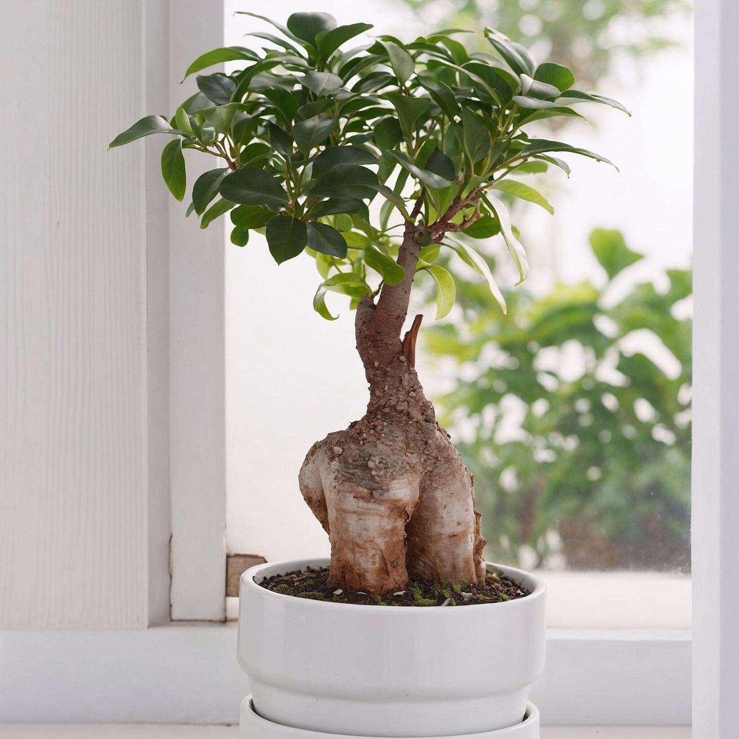 Laurel De Indias - 2 Pzs - Ficus Microcarpa - Altura 35-40cm - ⌀15cm_4