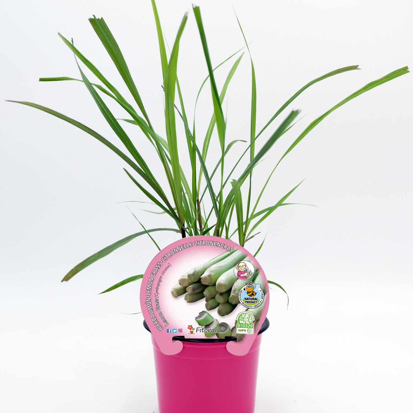 Lemon Grass En Maceta 10,5 Cm. Natural - Fitoralia_0