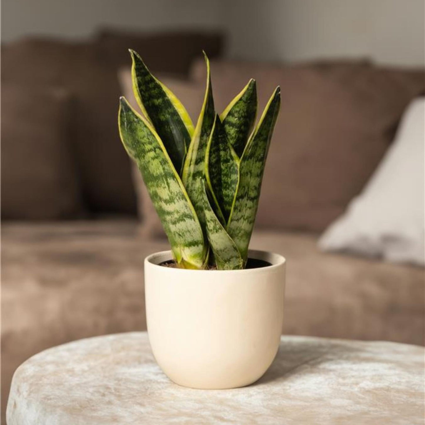 Lengua De Suegra - 2 Pzs - Sansevieria 'futura' - Altura 35-40cm - ⌀12cm_4