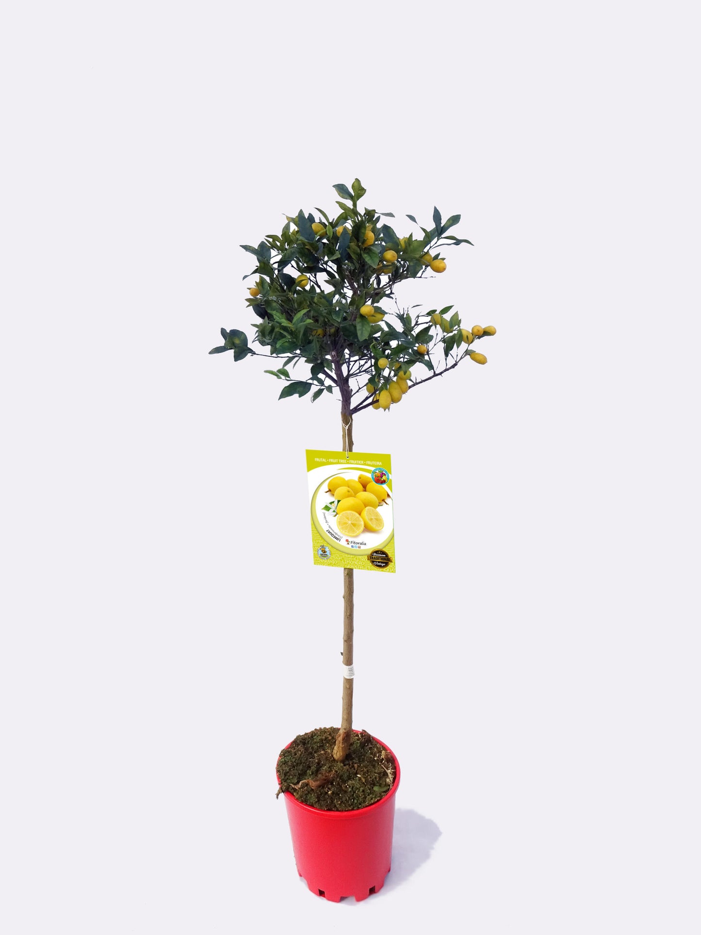 Limequat En Maceta 25 Cm. 150-180 Cm. Alt. Natural - Fitoralia_0