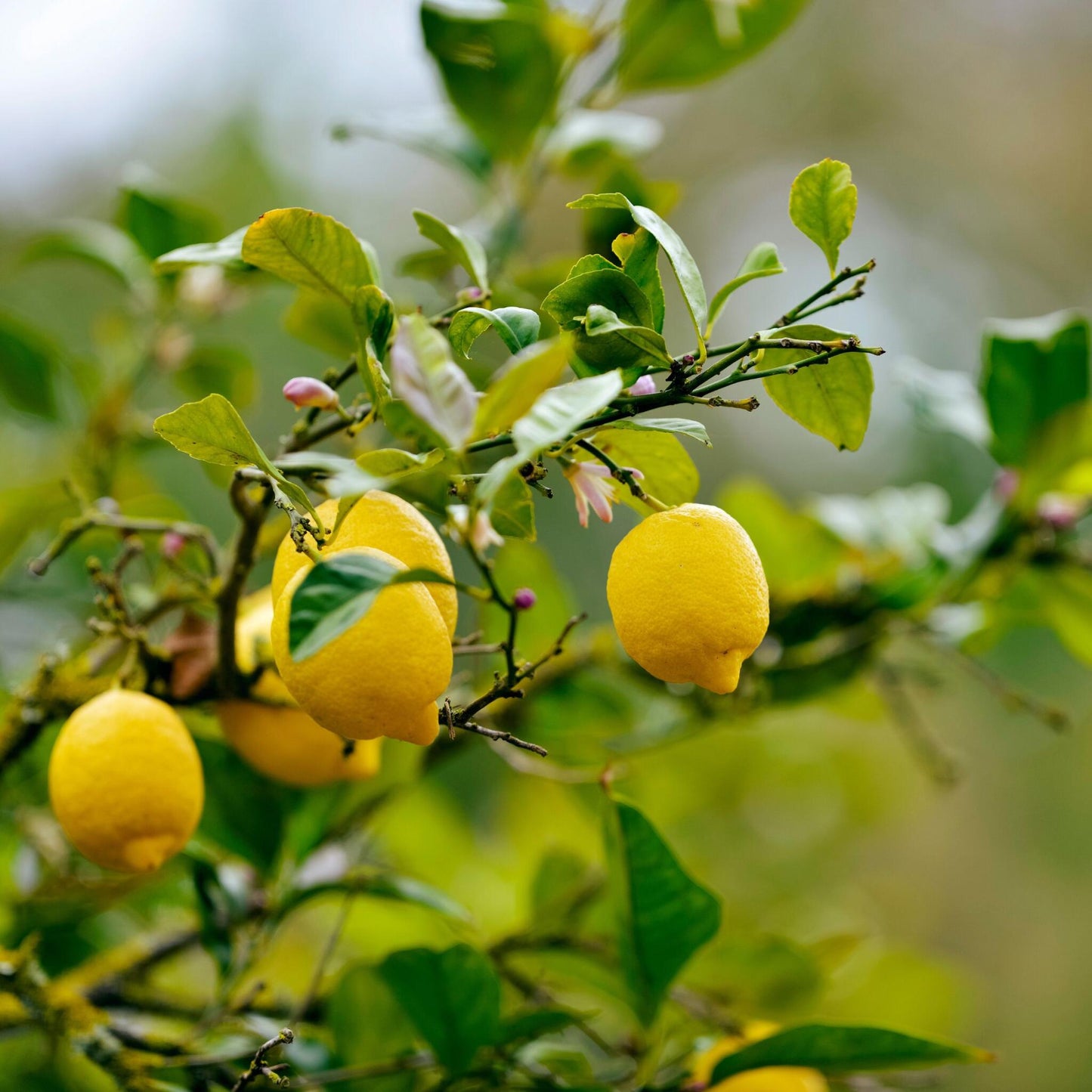 Limonero - 3 Piezas - Citrus Limon - Altura 25-40cm - ⌀9cm_4
