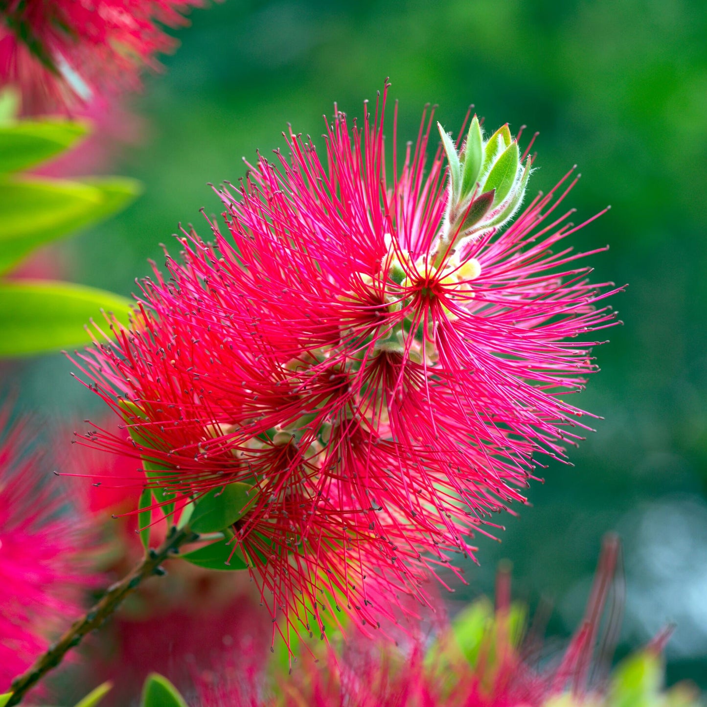 Limpiatubos - Callistemon Citrinus 'splendens' - Altura 90-110cm - ⌀21cm_3