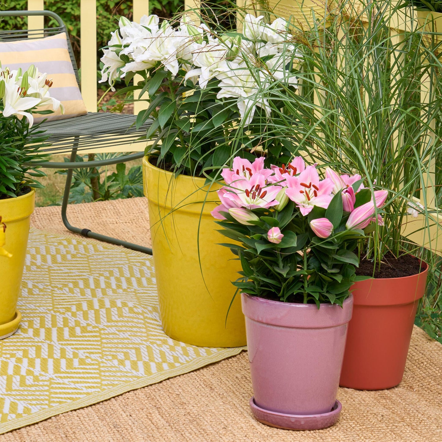 Lirio - 10 Pzs - Lilium Orientalis - Cepellones_4