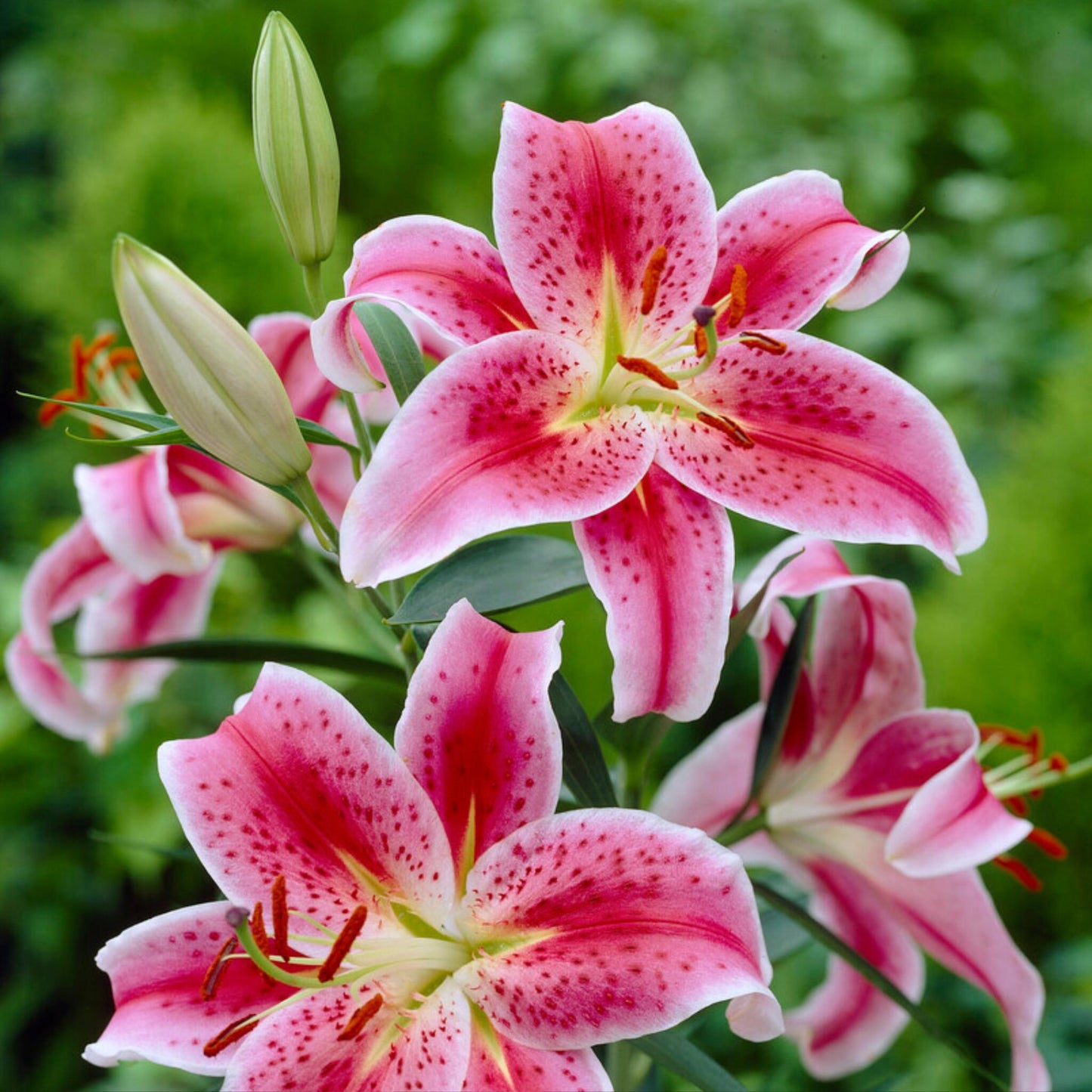 Lirio - 6 Pzs - Lilium Orientalis 'stargazer' - Cepellones - Rosa_3