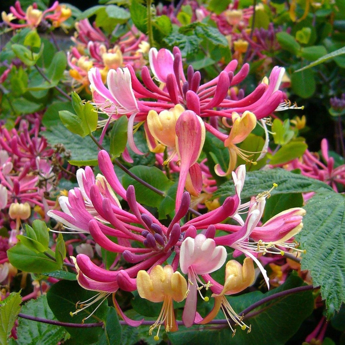 Madreselva - 2 Pzs - Lonicera 'american Beauty' - Altura 110-120cm - ⌀17cm_4