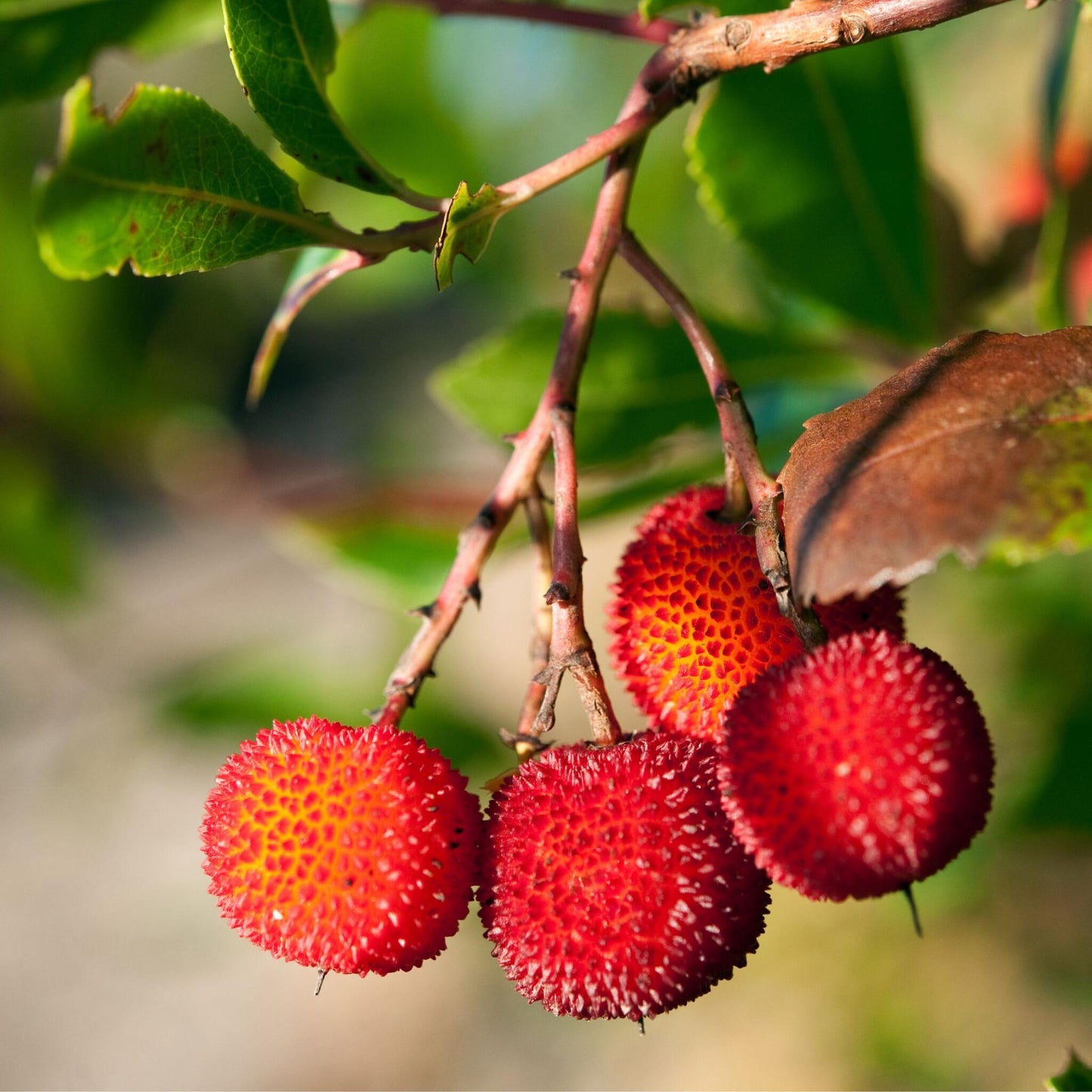 Madroño - 6 Pzs - Arbutus 'unedo' - Altura 25-40cm - ⌀9cm_3