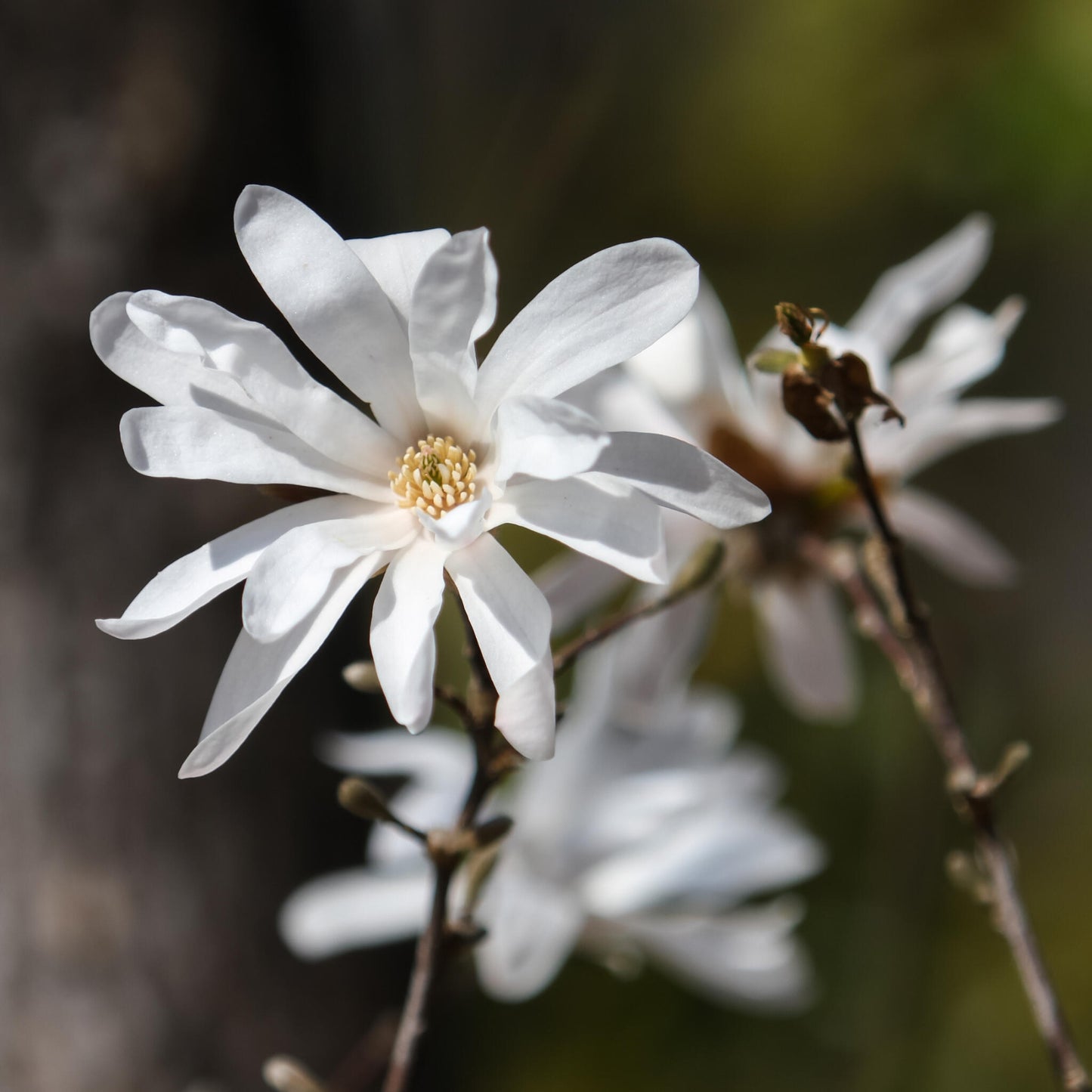 Magnolia De Hoja Caduca - 3 Pzs - Magnolia 'stellata' - Altura 25-40cm - ⌀9cm_3